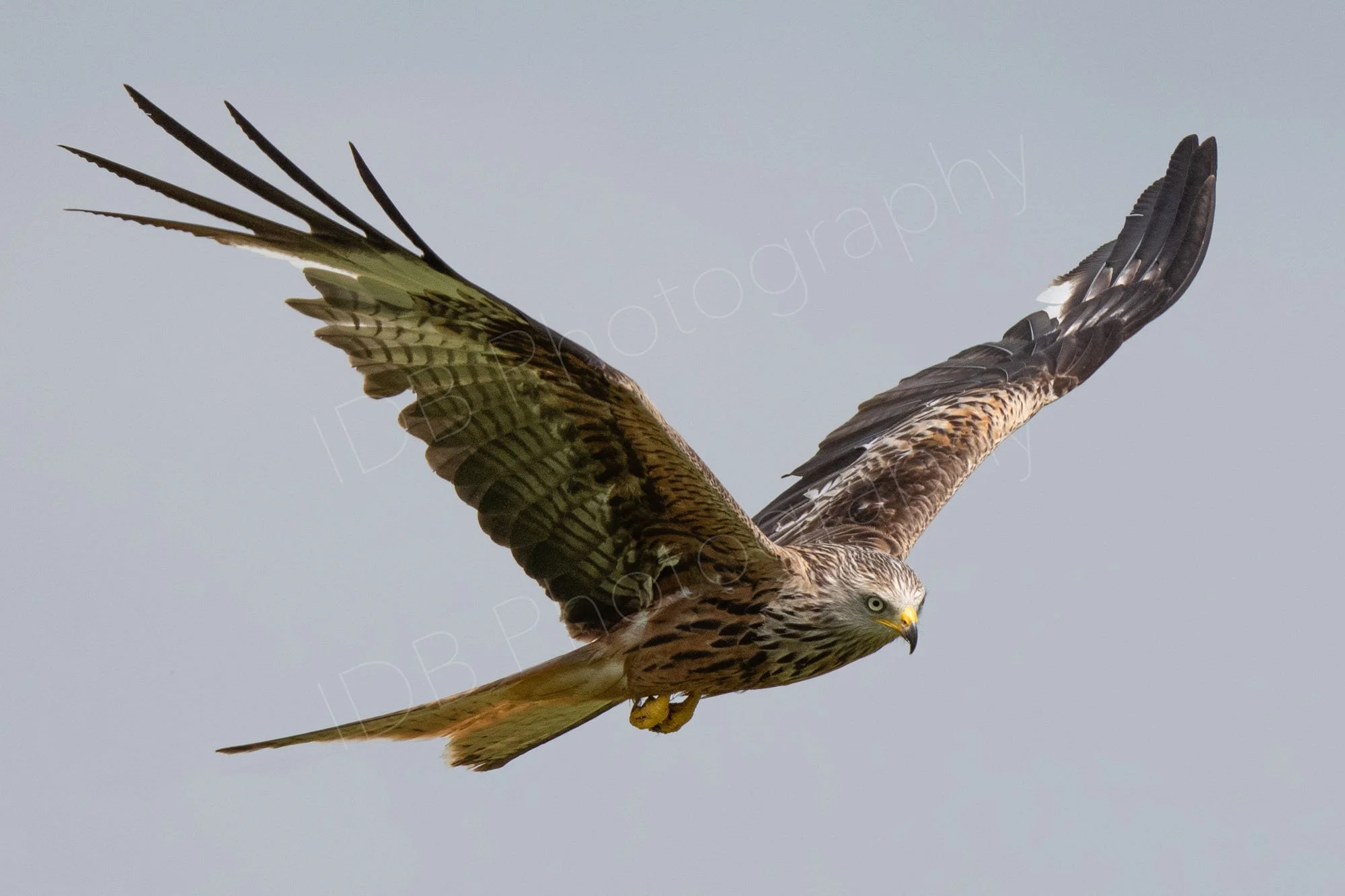 Red Kite (Milvus milvus) in flight, wings pointing upwards in a V shape on a uniform light grey background. Gigrin Farm, Rhayader, Powys, UK.