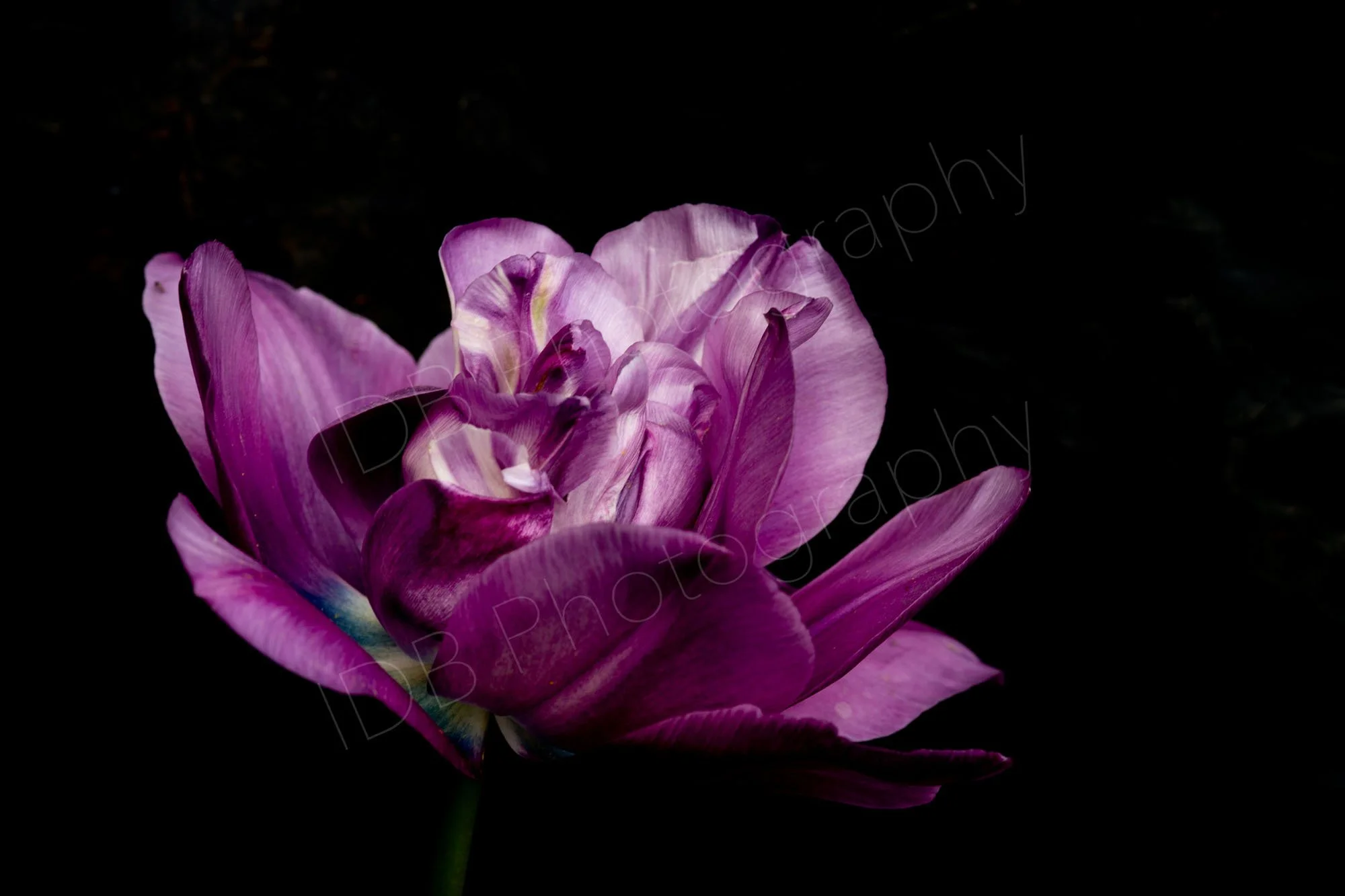 A flower head of tulip "Blue Spectacle" on a black background.