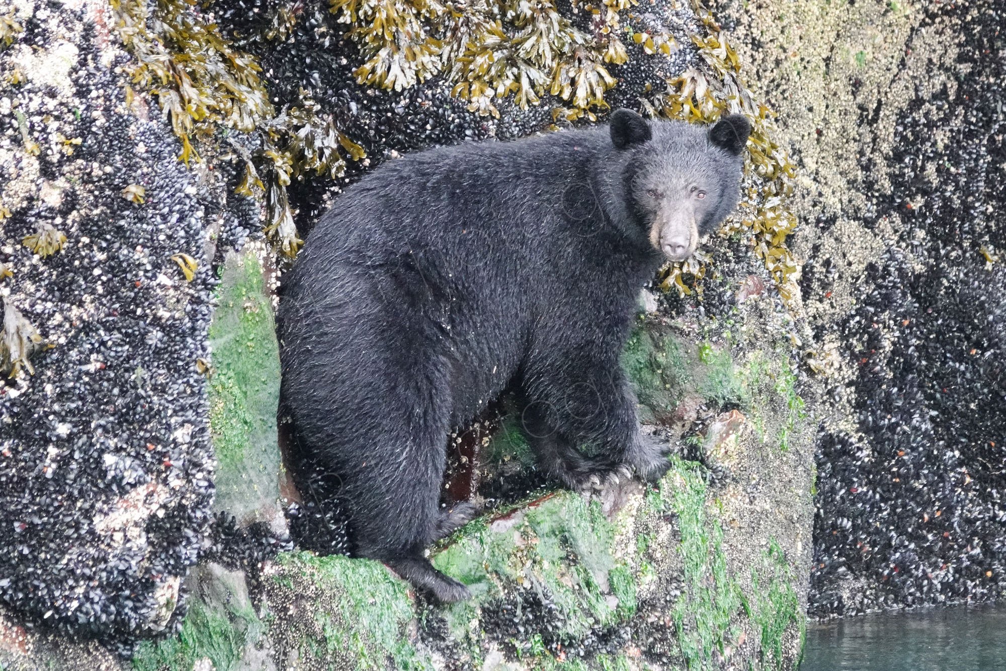An American Black Bear on a rocky ridge,  rocky walls covered in mussels can be seen on both sides. Blackfish Sound, BC, Canada.