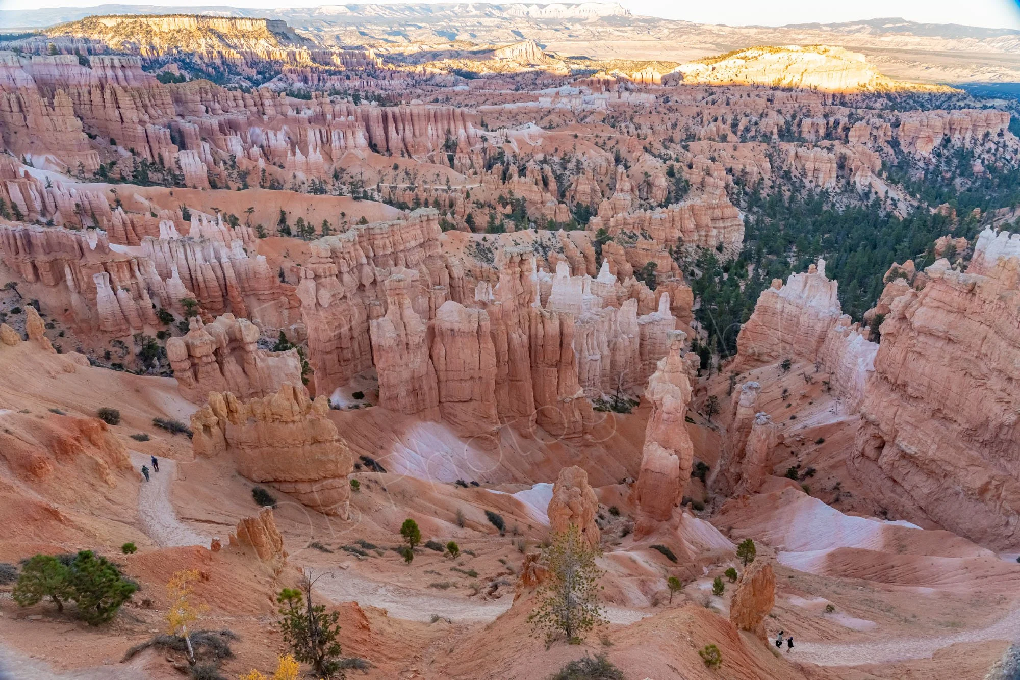 A view down into the Bryce Canyon amphitheatre with a mass of hoodoos and the Aquarius Palateau lit in sunset sunlight in the background.