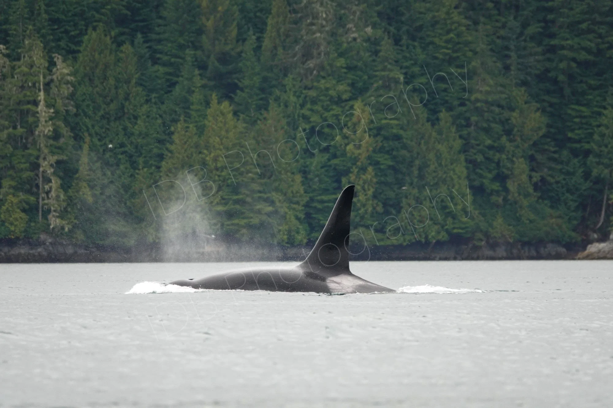 An large finned Orca surfaces with a spray of water, dense forest in the background in  Blackfish Sound, BC, Canada.