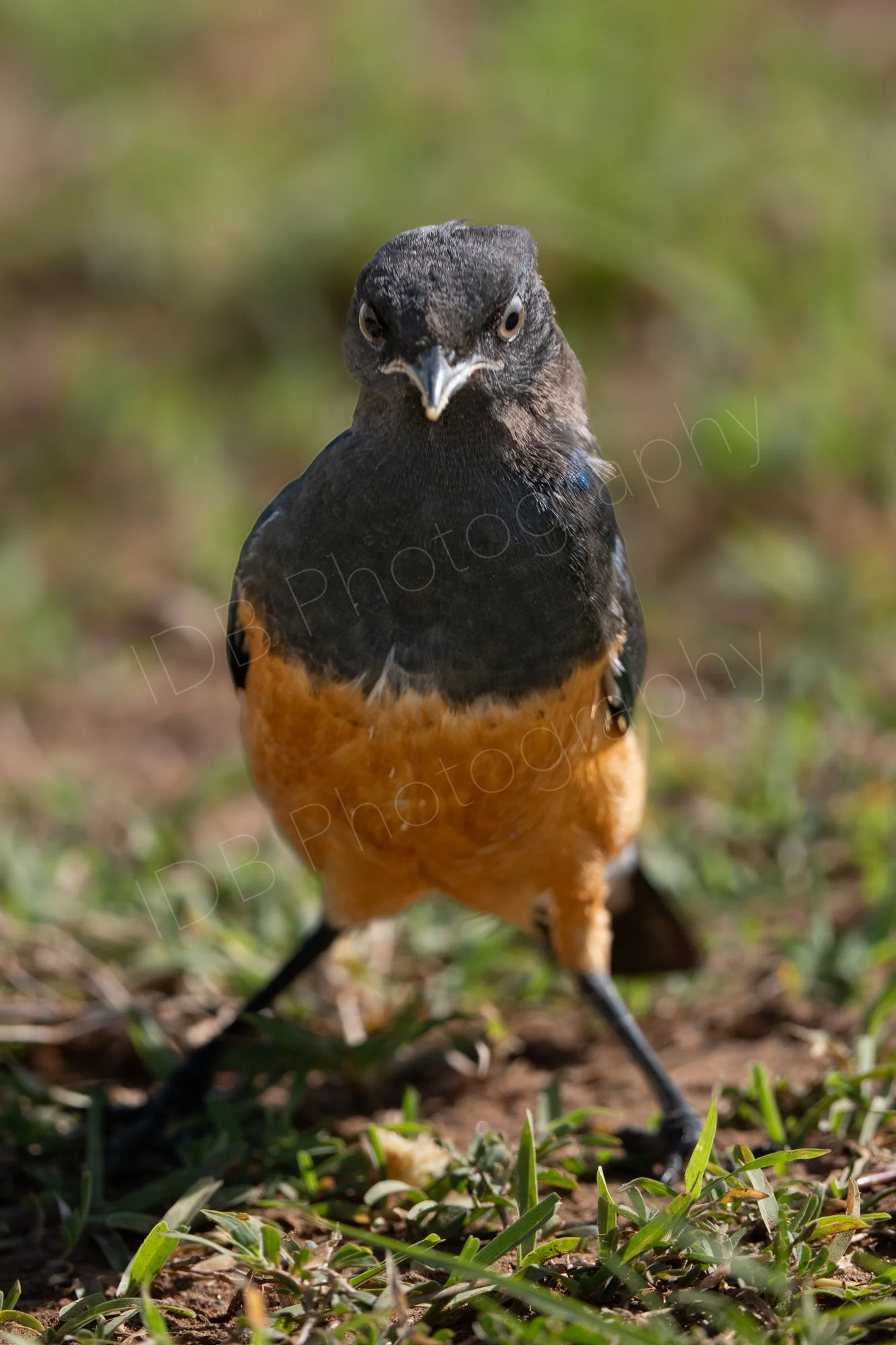 Juvenile Superb Starling  (Lamprotornis superbus) looking very indignant, on grassland in Masai Mara, Kenya.