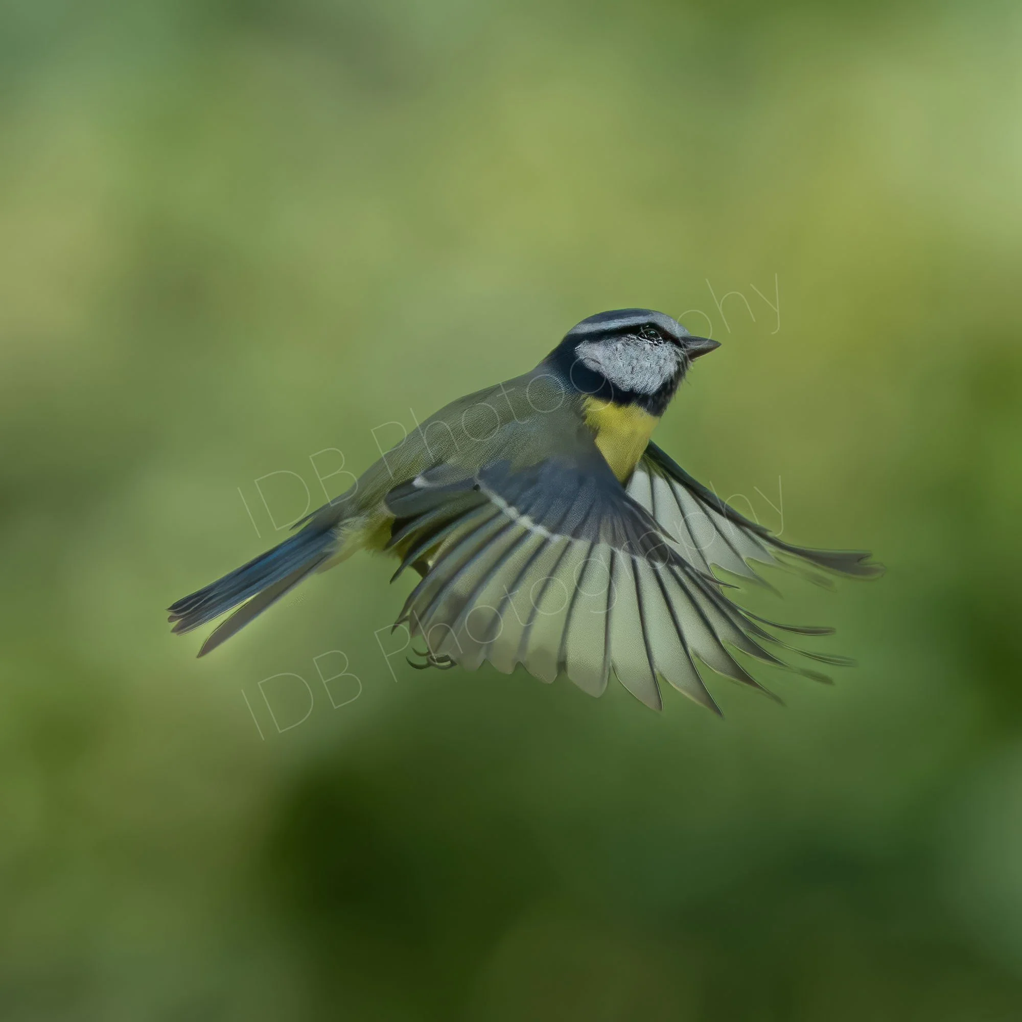 A Blue Tit ( Cyanistes Caeruleus) in flight, wings extended downwards, hazy multi-tone green background, Kent, UK.
