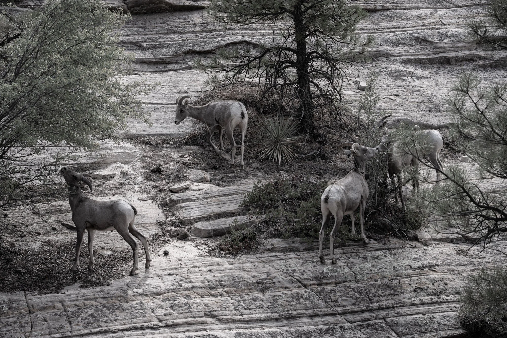 A group of Bighorn sheep in a part coloured black and white image. Zion National Park, Utah, USA.