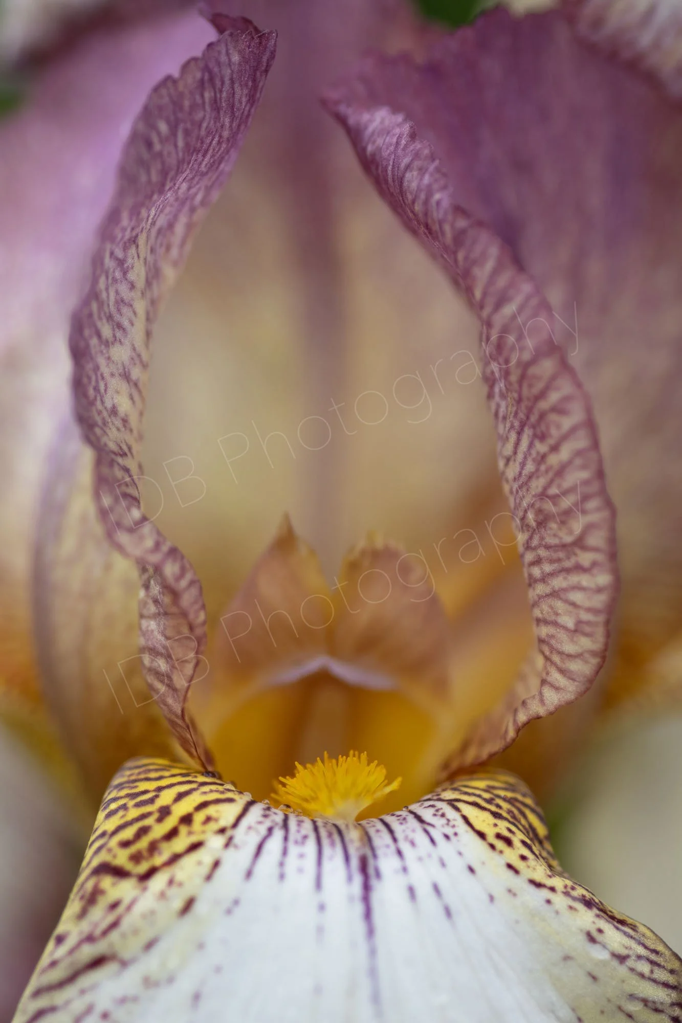 Close up of a pale purple, yellow and white Bearded Iris (Iris germanica).