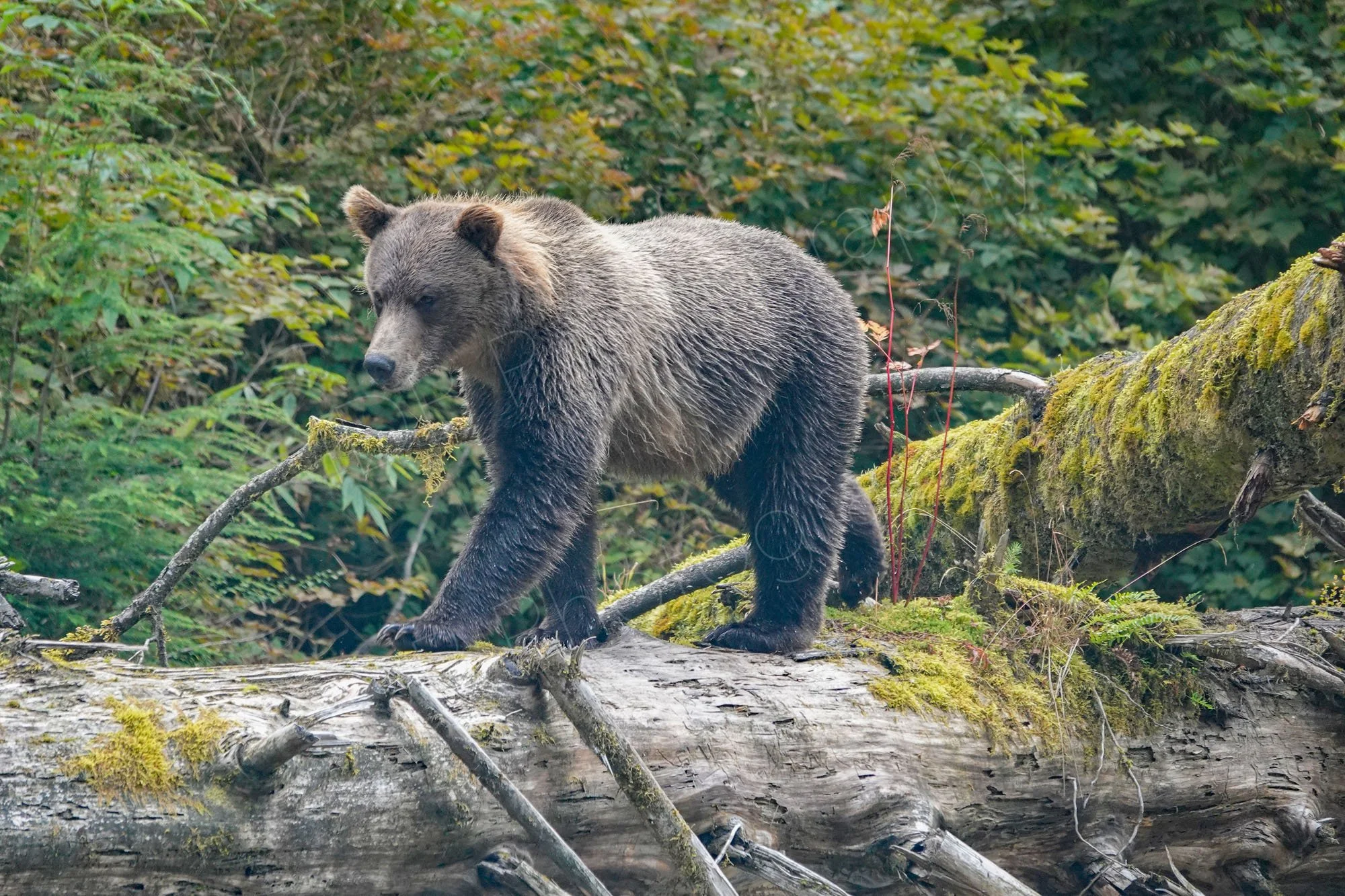 A female Grizzly bear walks along a fallen tree trunk, trees in backfround, Great Bear Rainforest, British Columbia, Canada.