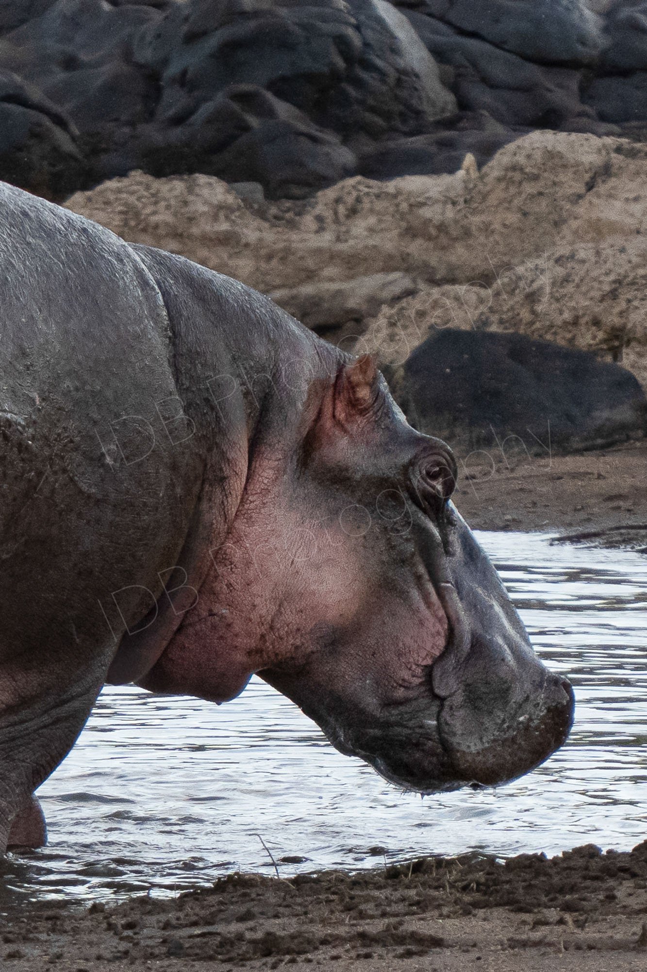 Close up of Hippo standing in water with rocks behind. Masai Mara, Kenya.