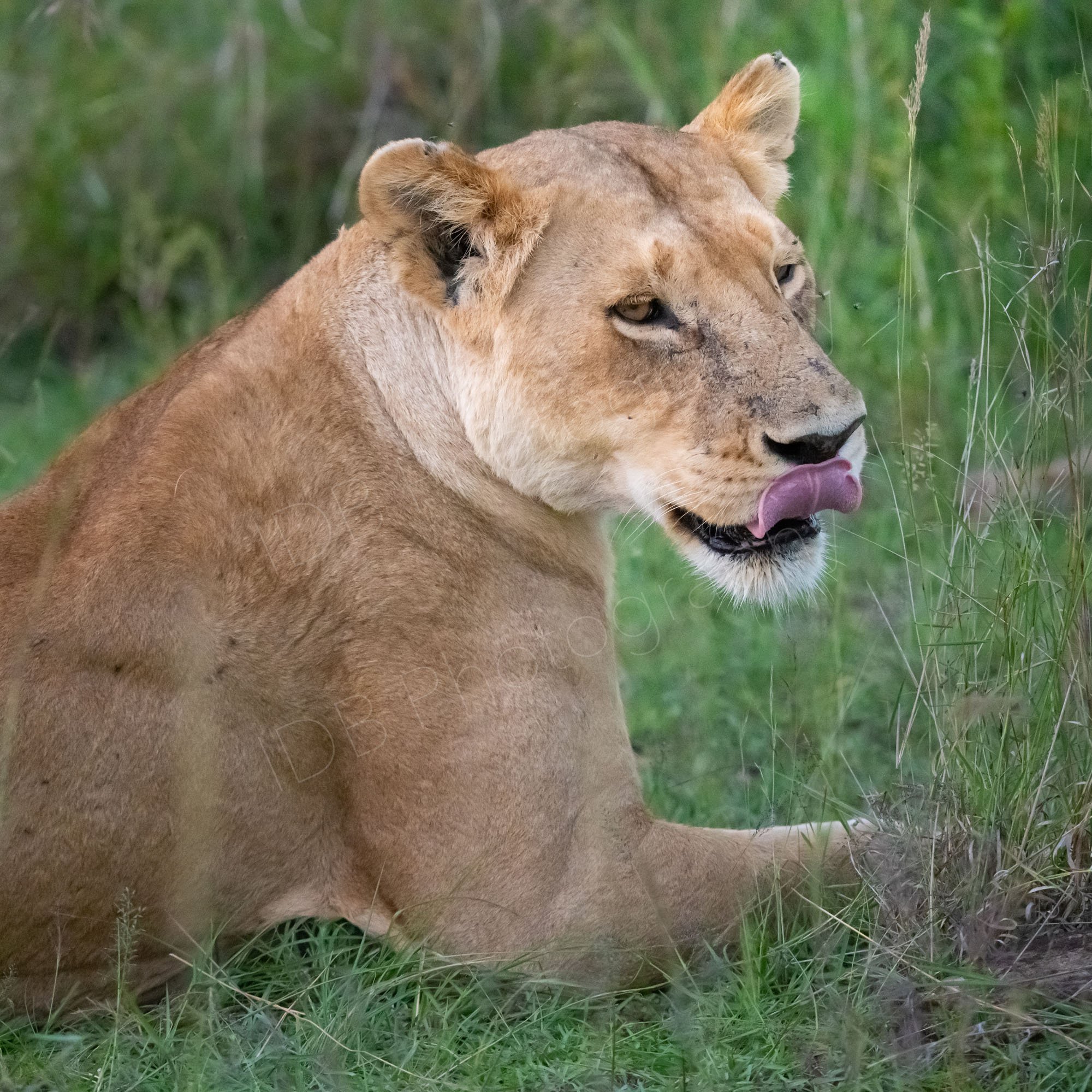 Close up of a lioness relaxing on the ground with her tongue licking her upper lip/nose in Masai Mara, Kenya.
