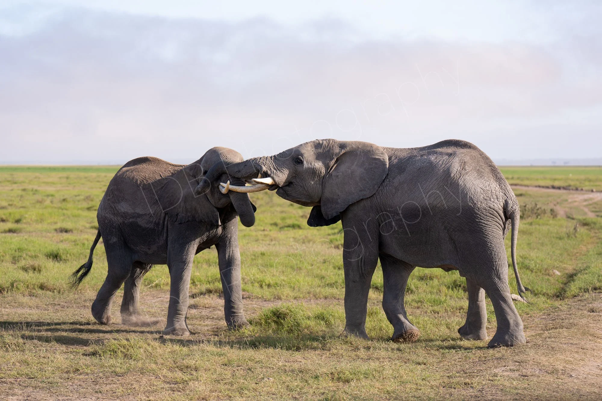Two African bush elephants locking tusks at play, Amboseli, Kenya.