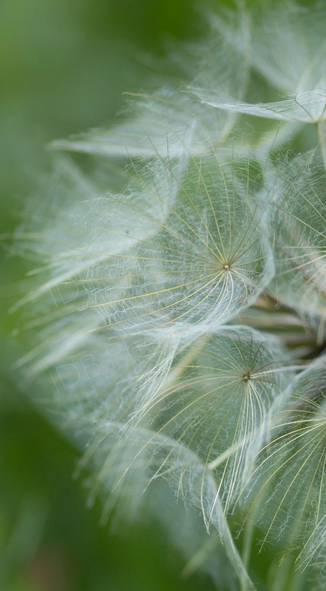 A section of the seed head of Salsify /Goat's Beard (Tragopogon porrifolius) .
