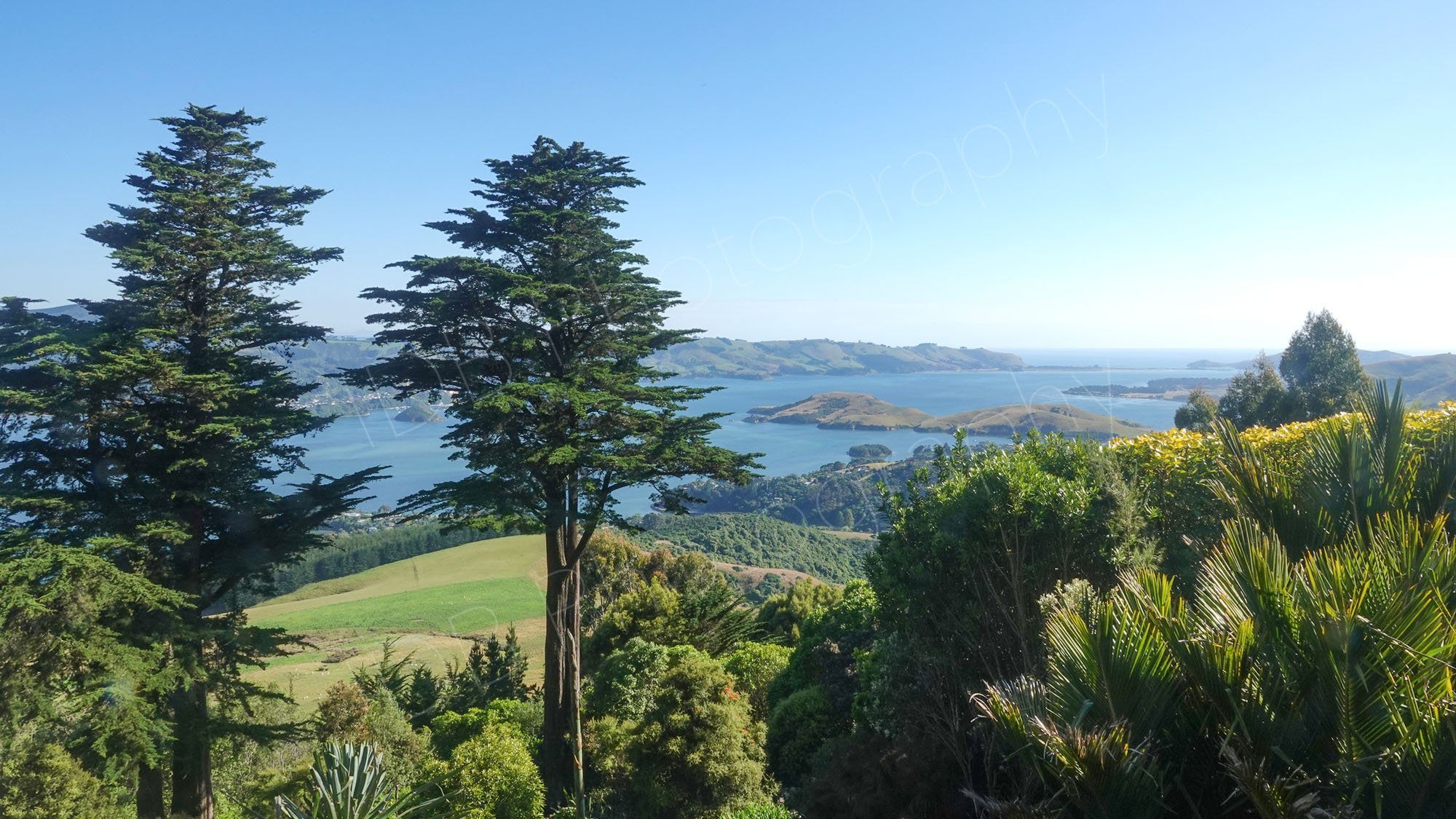 View from Larnach Castle, Dunedin, Otago, overlooking Otago harbour; lovely greenery in the foreground.