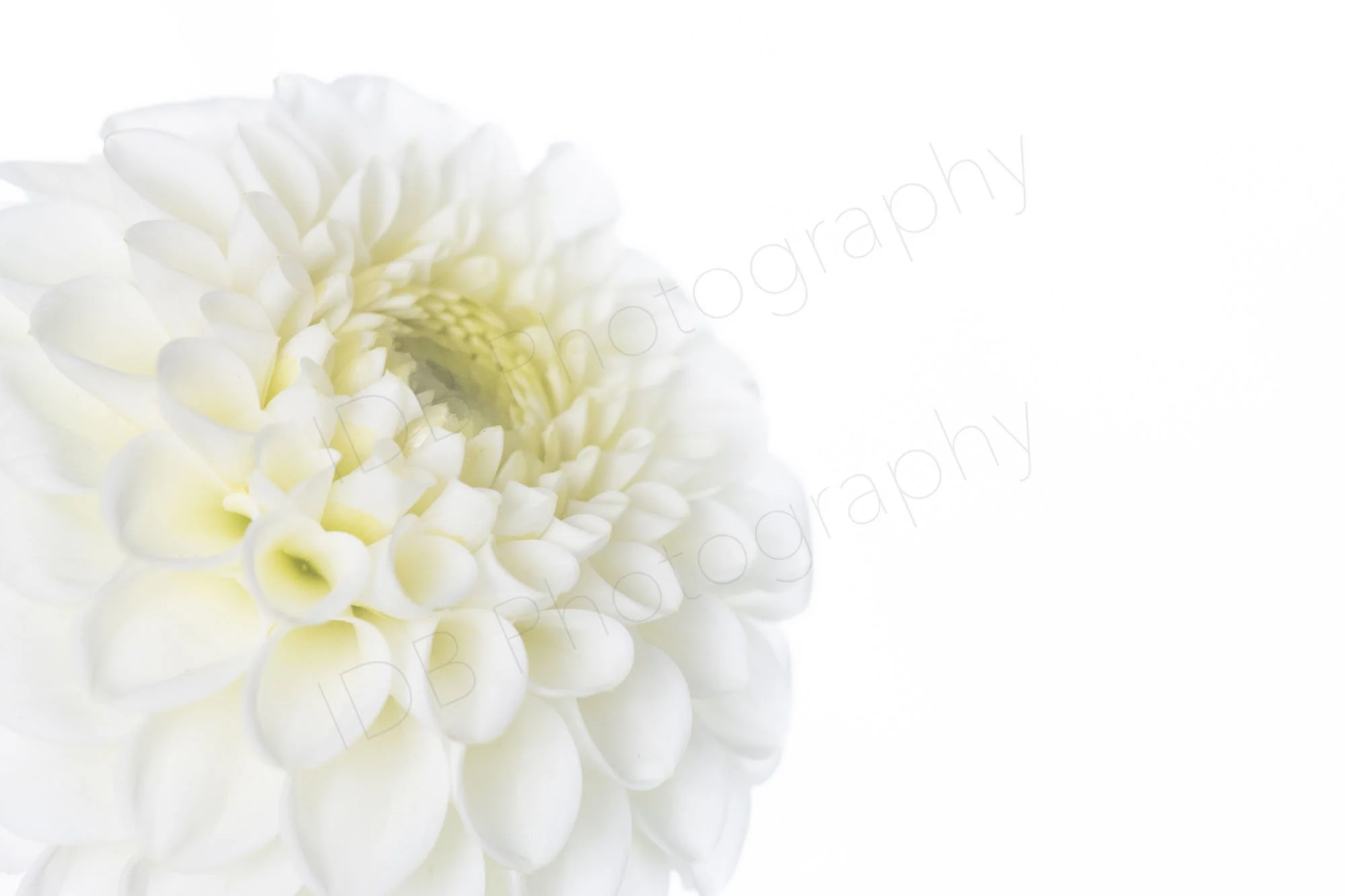A high-key image of a large section of a white dahlia flower head, Dahlia Boom-Boom white with large white space to the side.