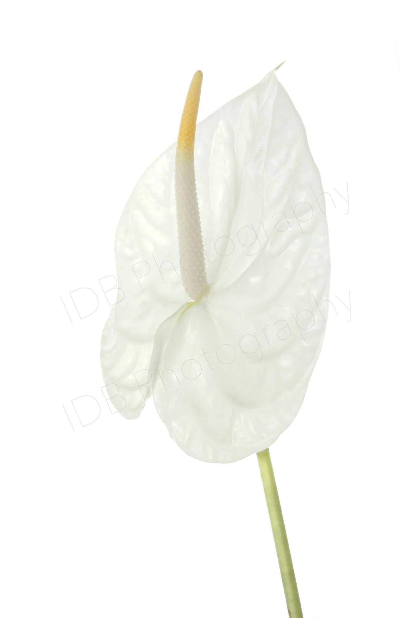 A high-key image of a white Anthurium andraeanum (probably Whisper) showing the spathe and flower spike, partial side view.