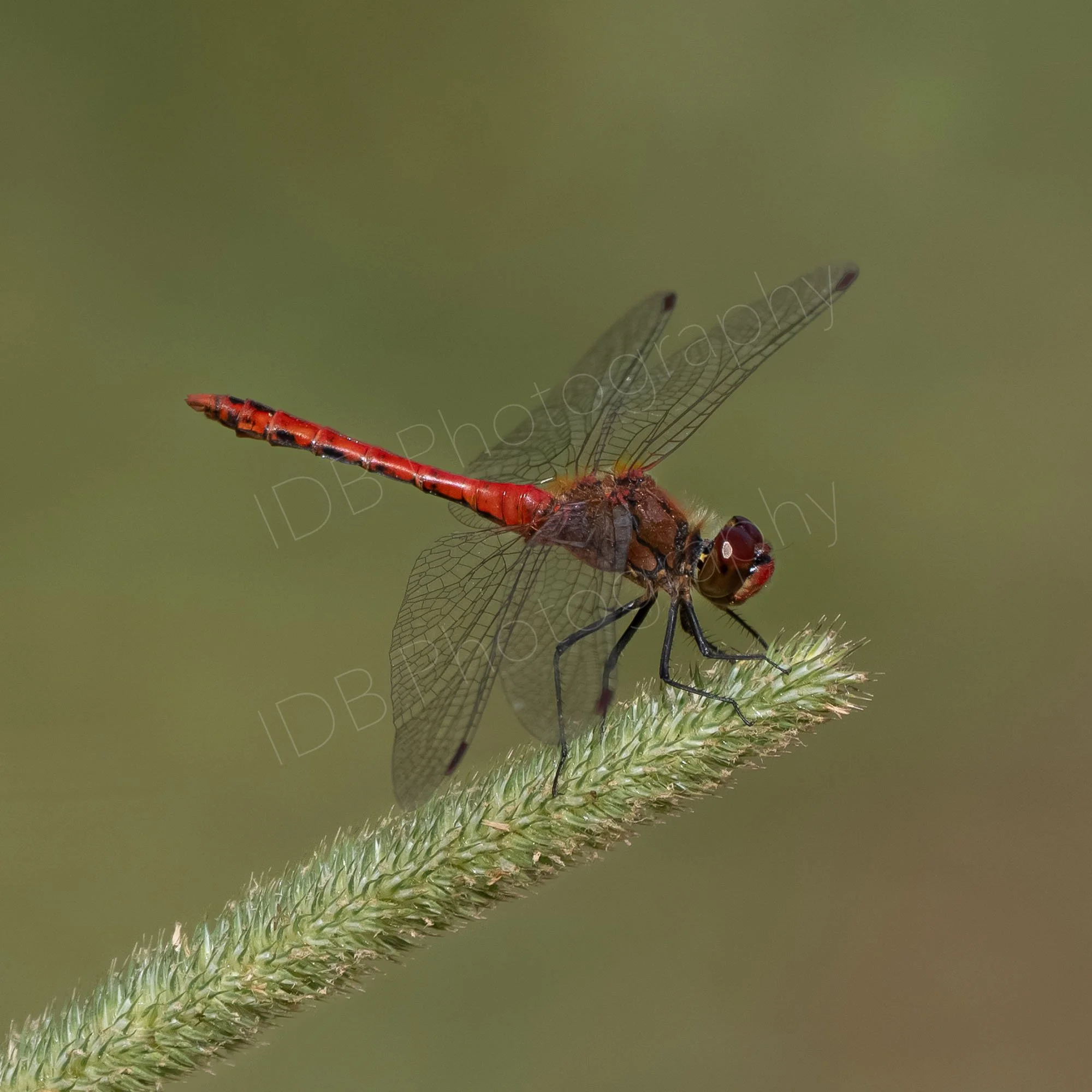 A male Ruddy Darter (Sympetrum sanguineum) dragonfly on a grass seed head, hazy olive green background. Holkham, Norfolk, UK.
