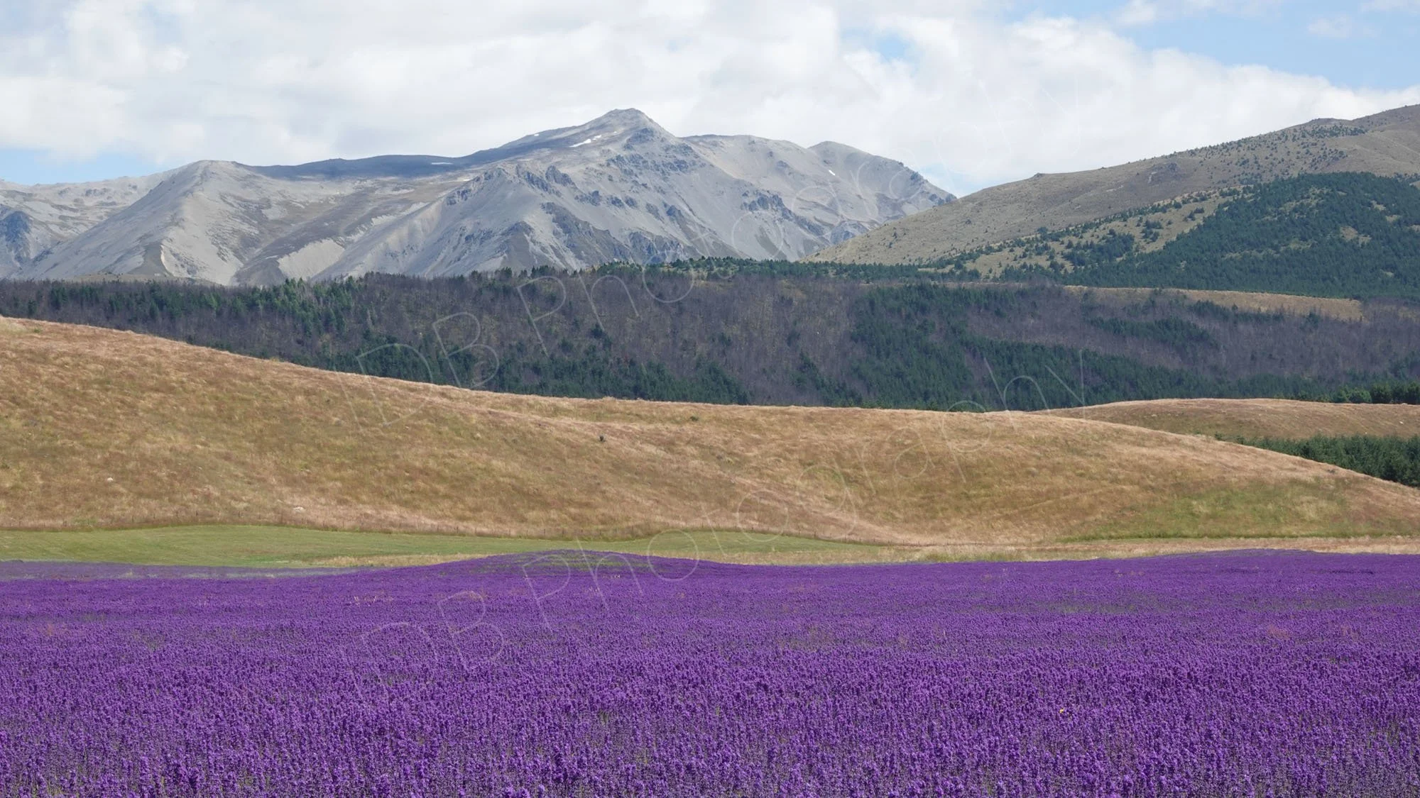 Lavender fields and mountains at Lake Pukaki, Canterbury, New Zealand,