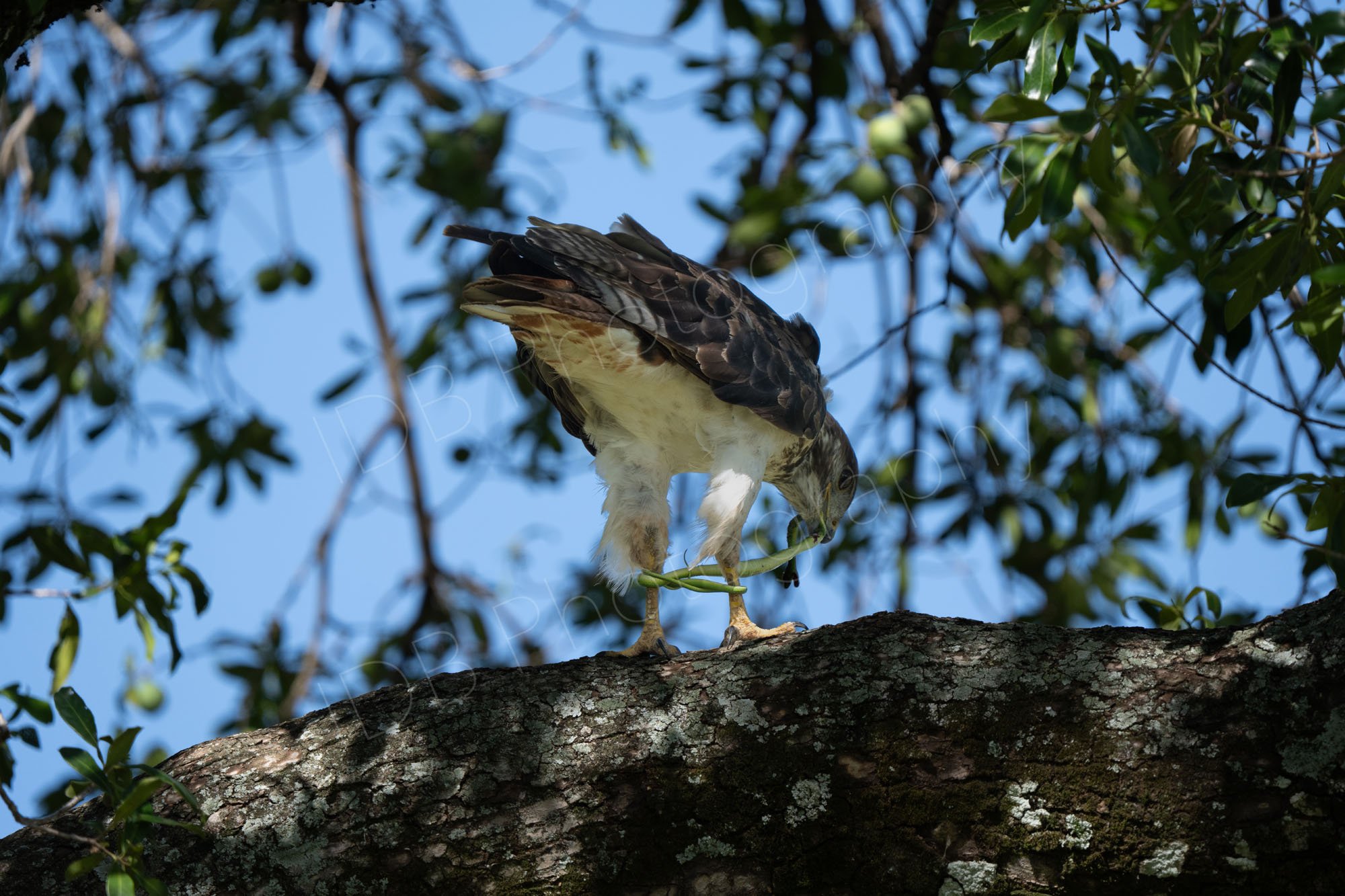 Auger Buzzard (Buteo augur) with a catch of a green snake wrapped around it's legs. Masai Mara, Kenya.