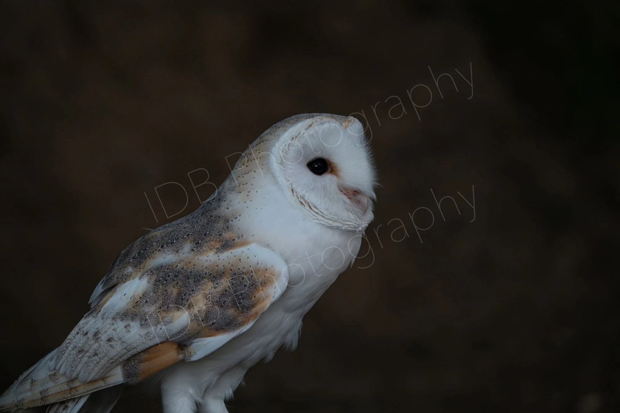 Barn owl almost in profile on a very dark background, East Sussex, UK