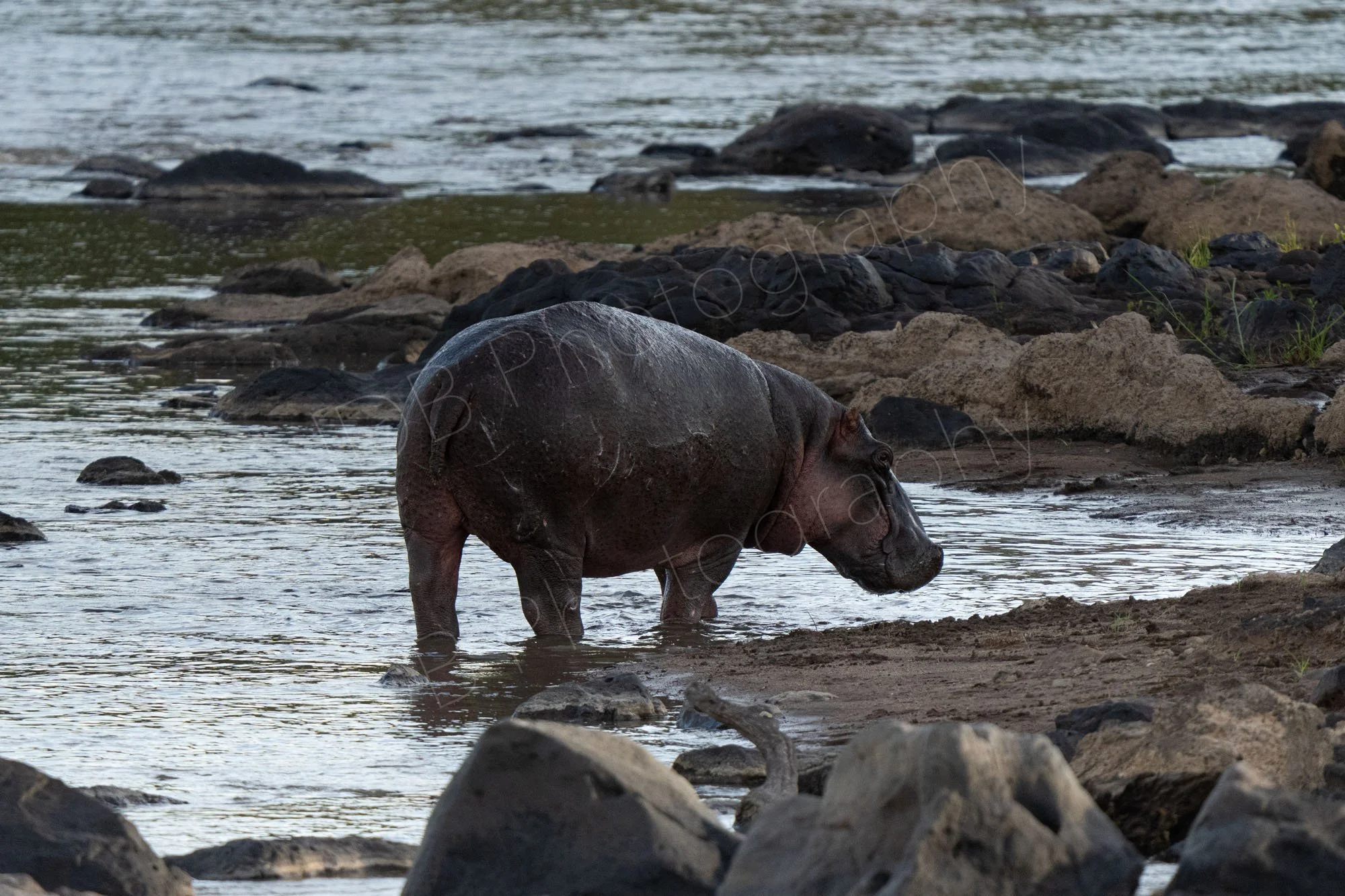 Hippopotamus , Hippo, standing in the Mara River surrounded by rocks.