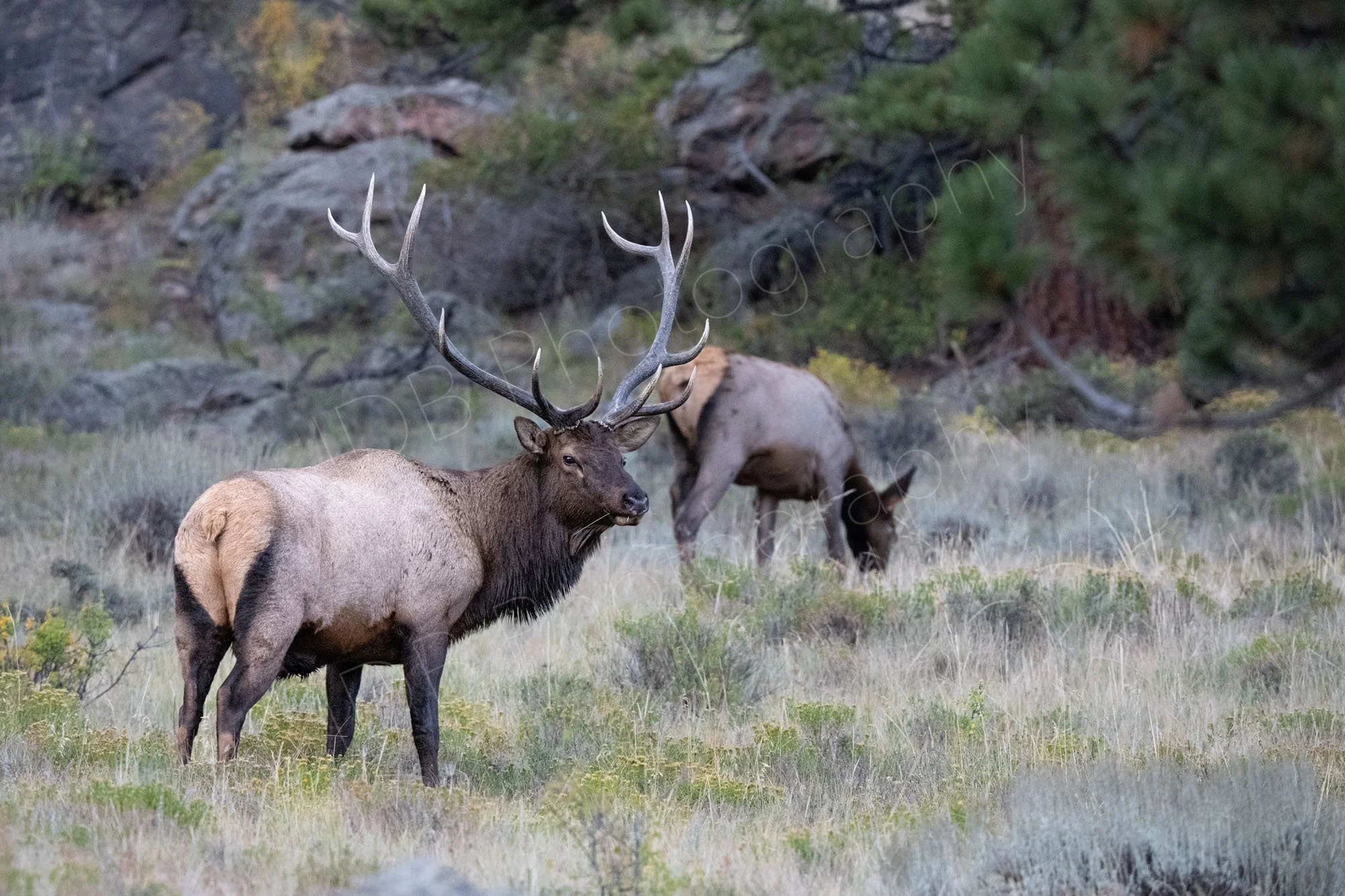 A male and female elk grazing on a hillside, the male with head raised showing impressive antlers. Blurry tree background. Rocky Mountain National Park, Colorado, USA.