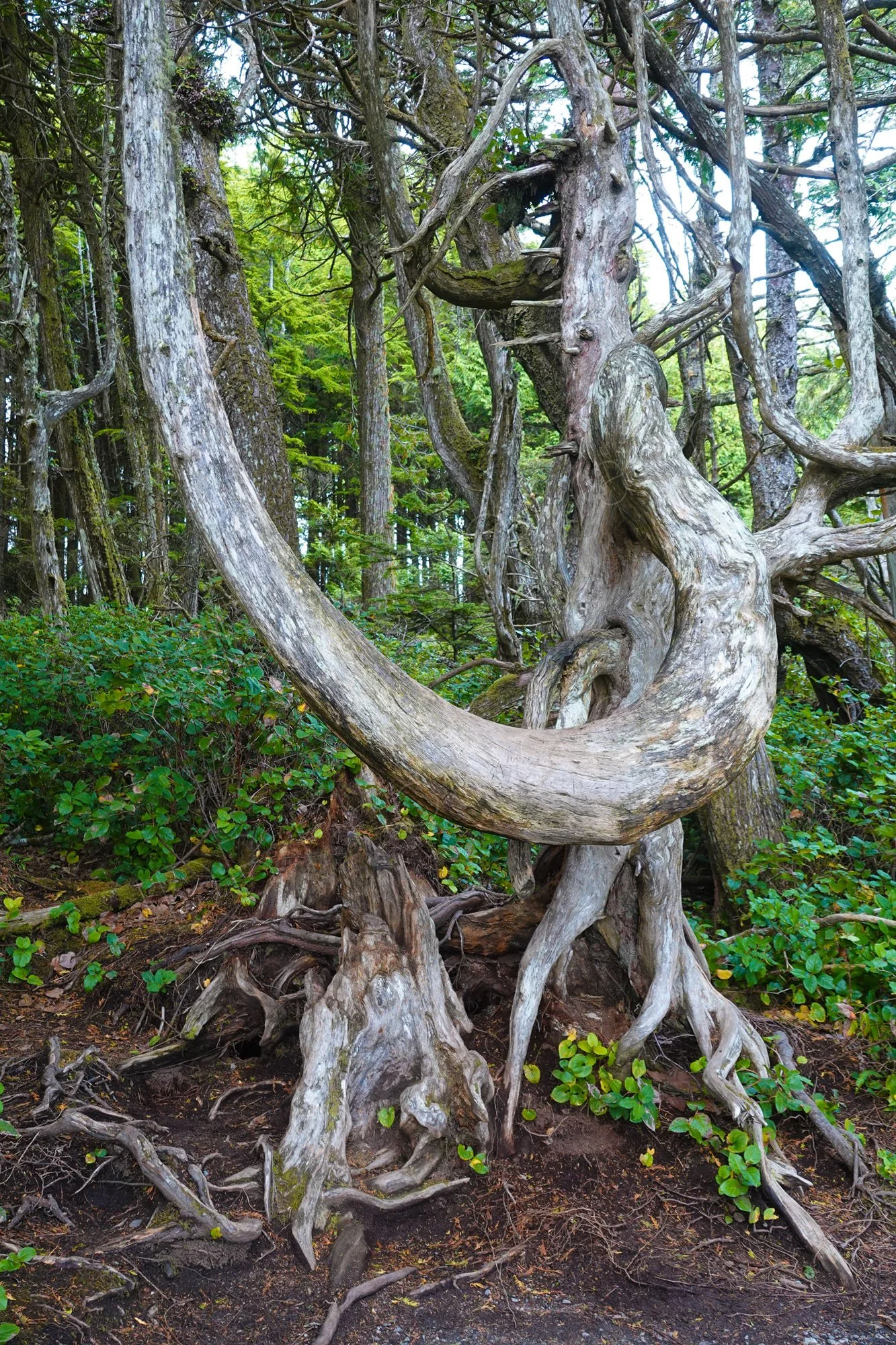 A gnarled twisted coastal conifer on the  Wild Pacific Trail, Ucluelet, Vancouver Island, British Columbia.