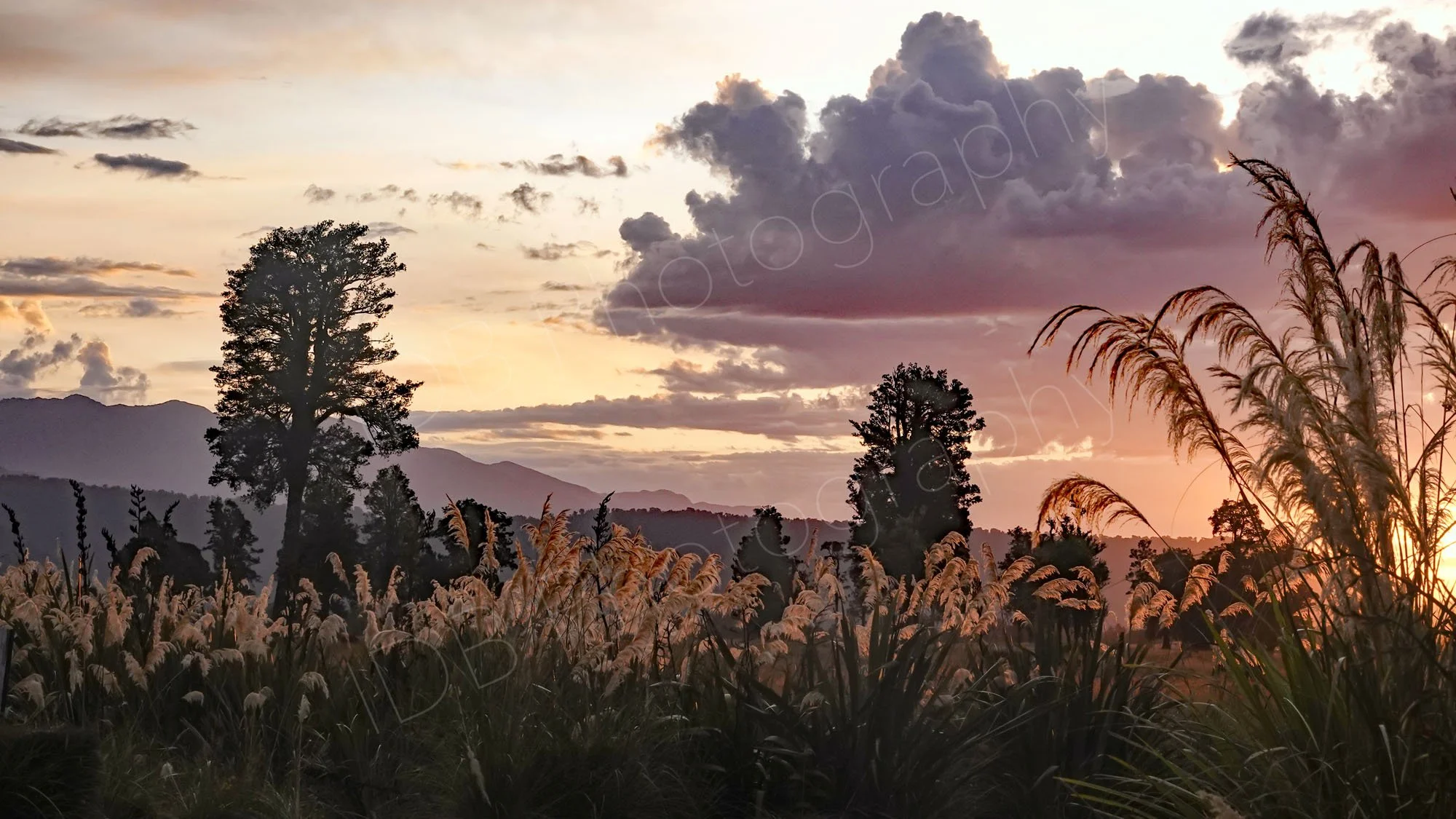 Sunset view near Lake Matheson, West Coast, New Zealand with tall grasses illuminated in evening sunshine, dramatic cloud.