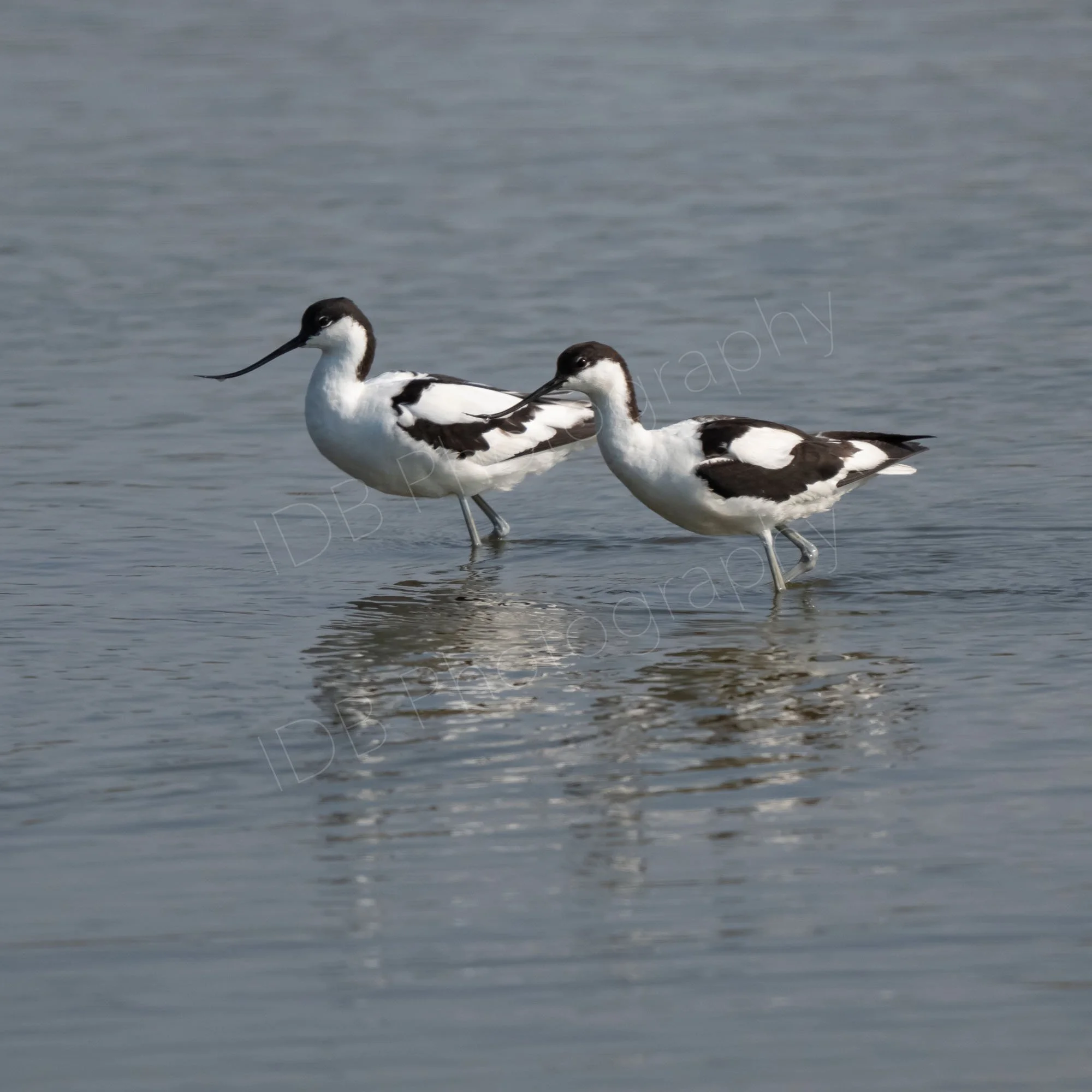 Two Pied Avocets (Recurvirostra avosetta) in shallow rippled water with their broken reflections. Titchwell Marsh, Norfolk, UK.