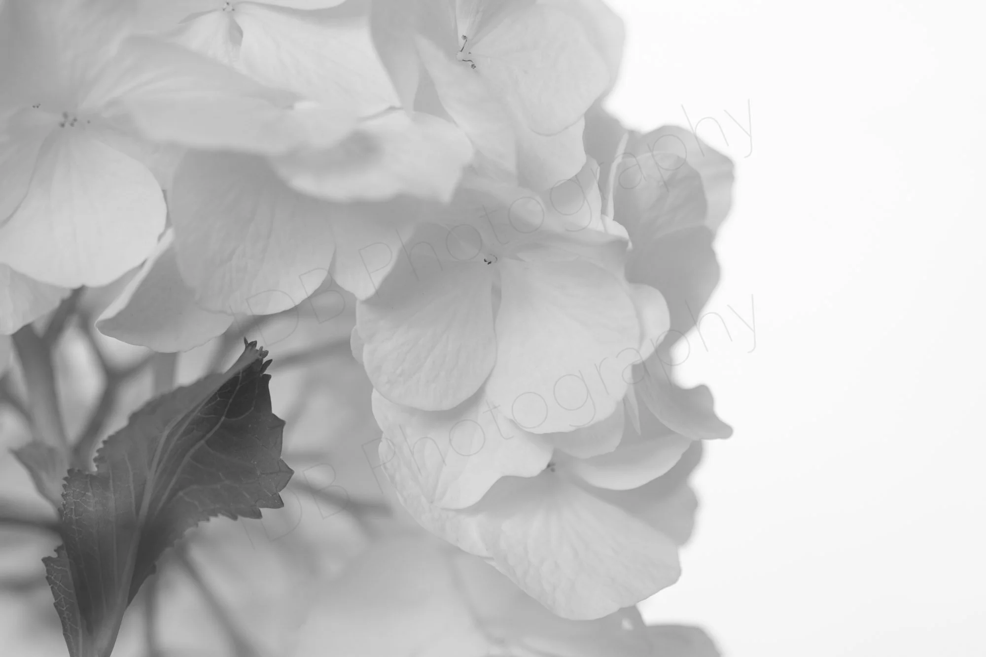 A black and white close-up photo of the rear of a white hydrangea macrophylla flower head a with a single small leaf.