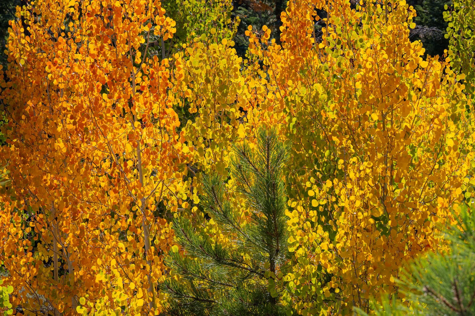 The vibrant golden and orange autumn leaves of aspen trees (Populus tremuloides), contrasted with a green pine tree in the lower center.