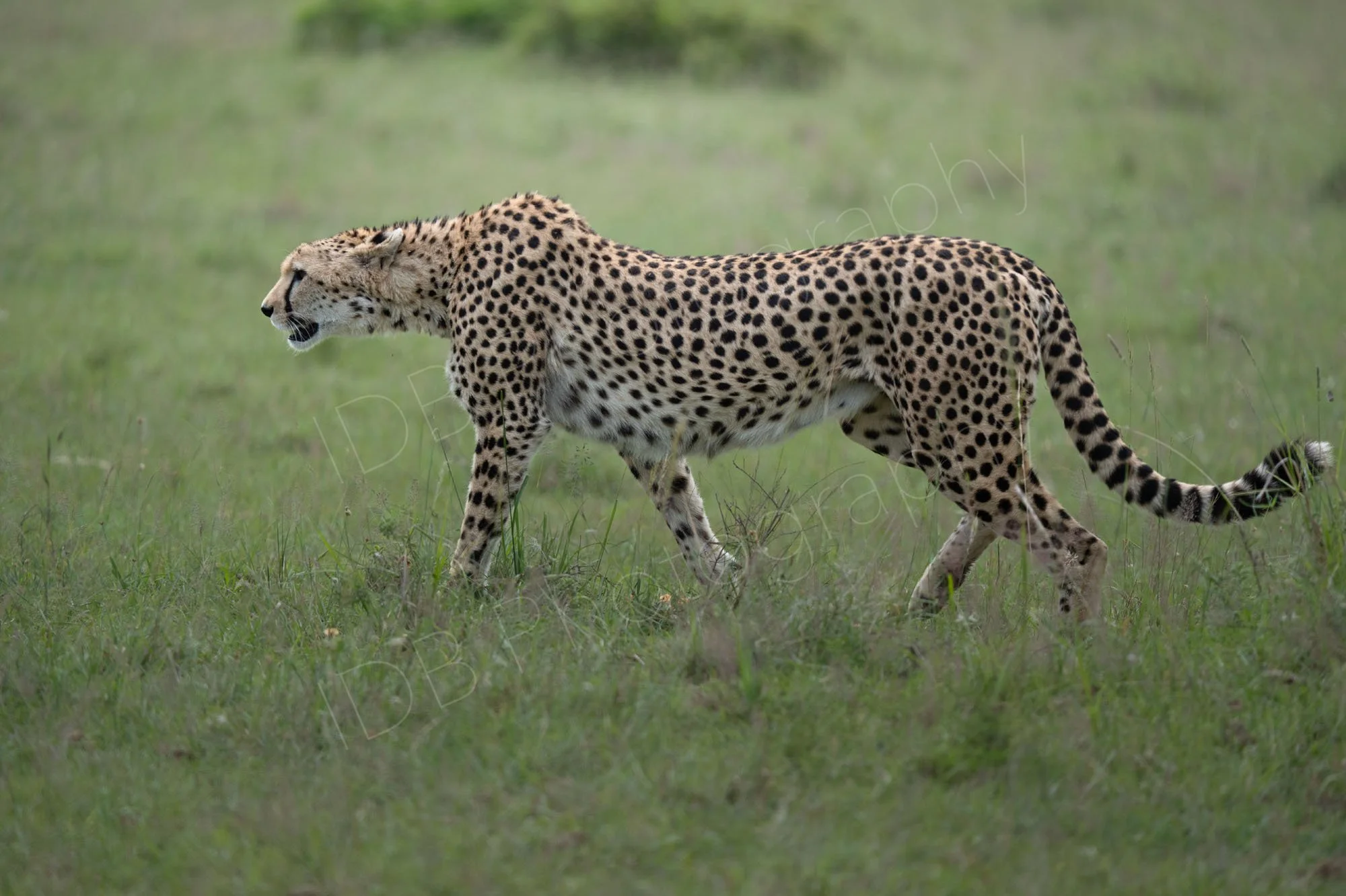 Cheetah on the prowl in grassland,  Masai Mara, Kenya