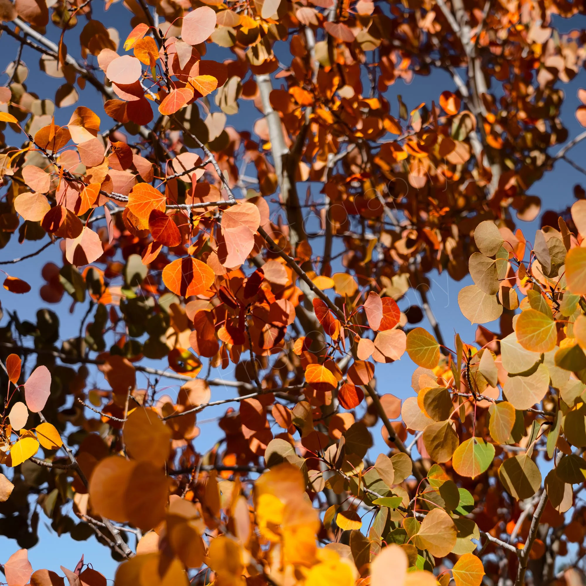 A multitude of colours of a single Aspen tree from greens, golds, oranges, browns and reds, with a blue sky background.