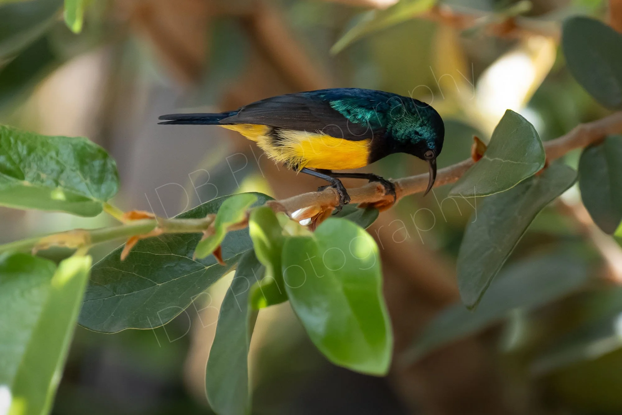 Male Variable Sunbird  (Cinnyris venustus) sits on a branch of a bush. Nairobi, Kenya.