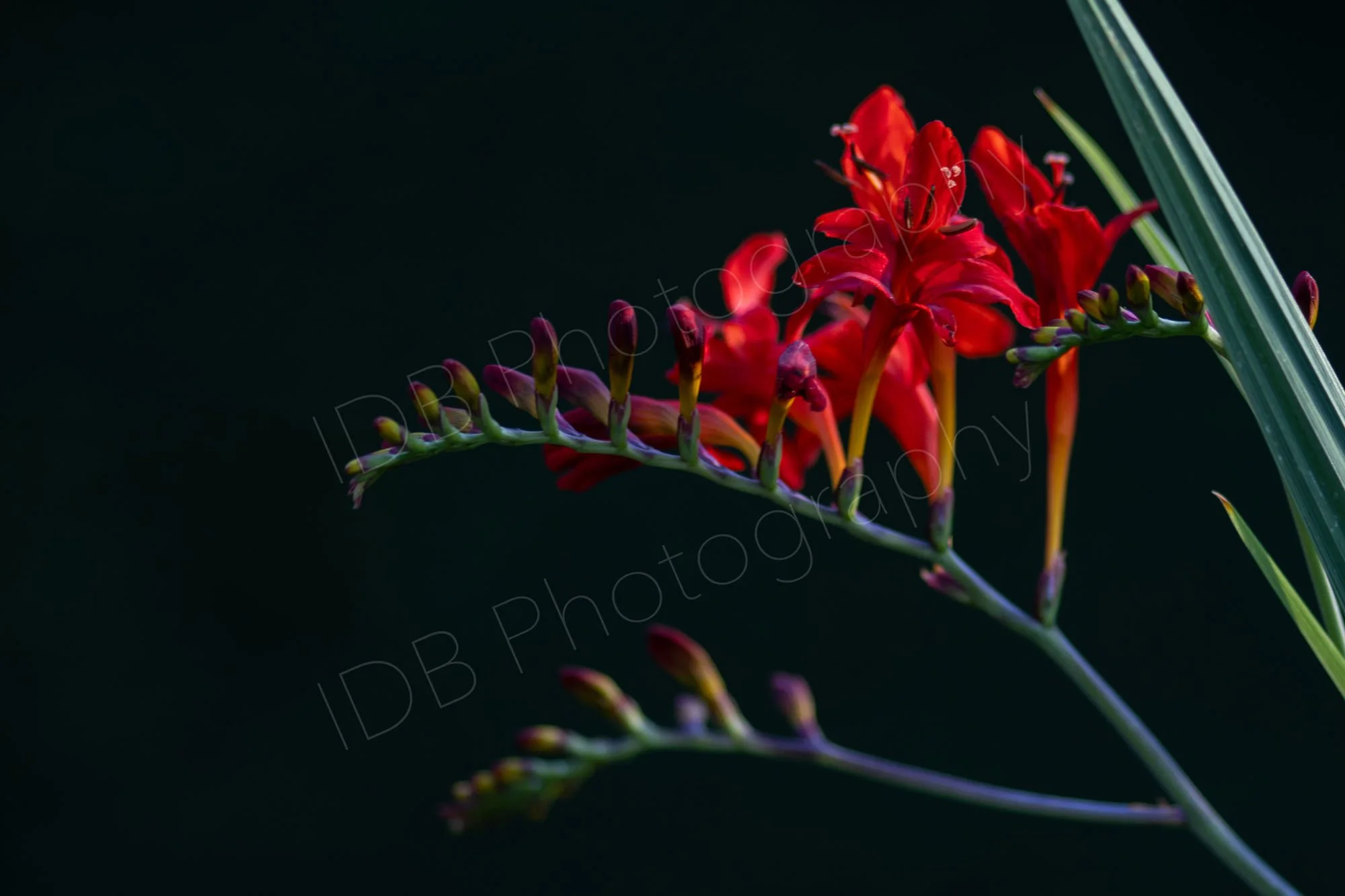 A left facing branched flower stem and leaves of Crocosmia Lucifer with a number of open florets on a black backround.