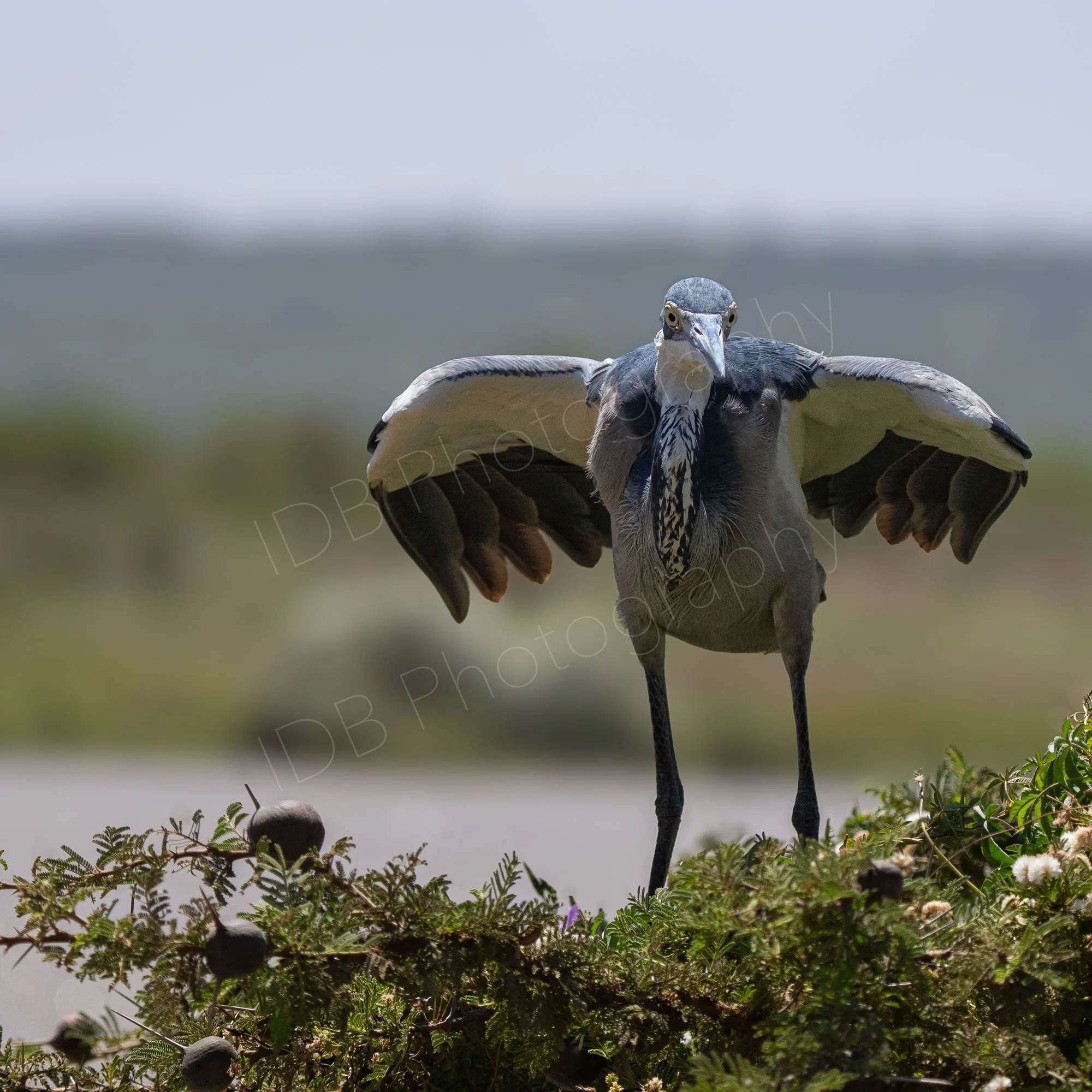 Indignant looking Black-Headed Heron (Ardea melanocephala) with wings outstretched, standing on a shrub with water, greenery and sky in the background. Nairobi, Kenya.