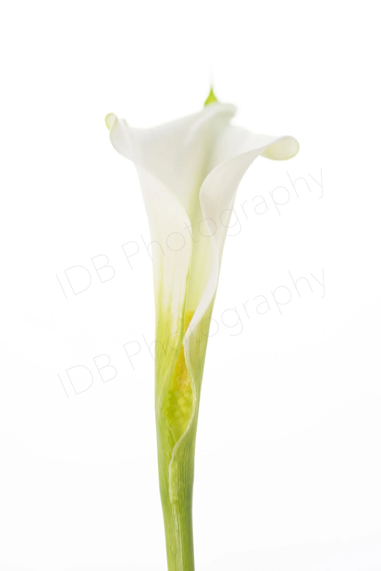 A high-key image of a white calla lily spathe (Zantedeschia aethiopica) vertically oriented with spadix visible.