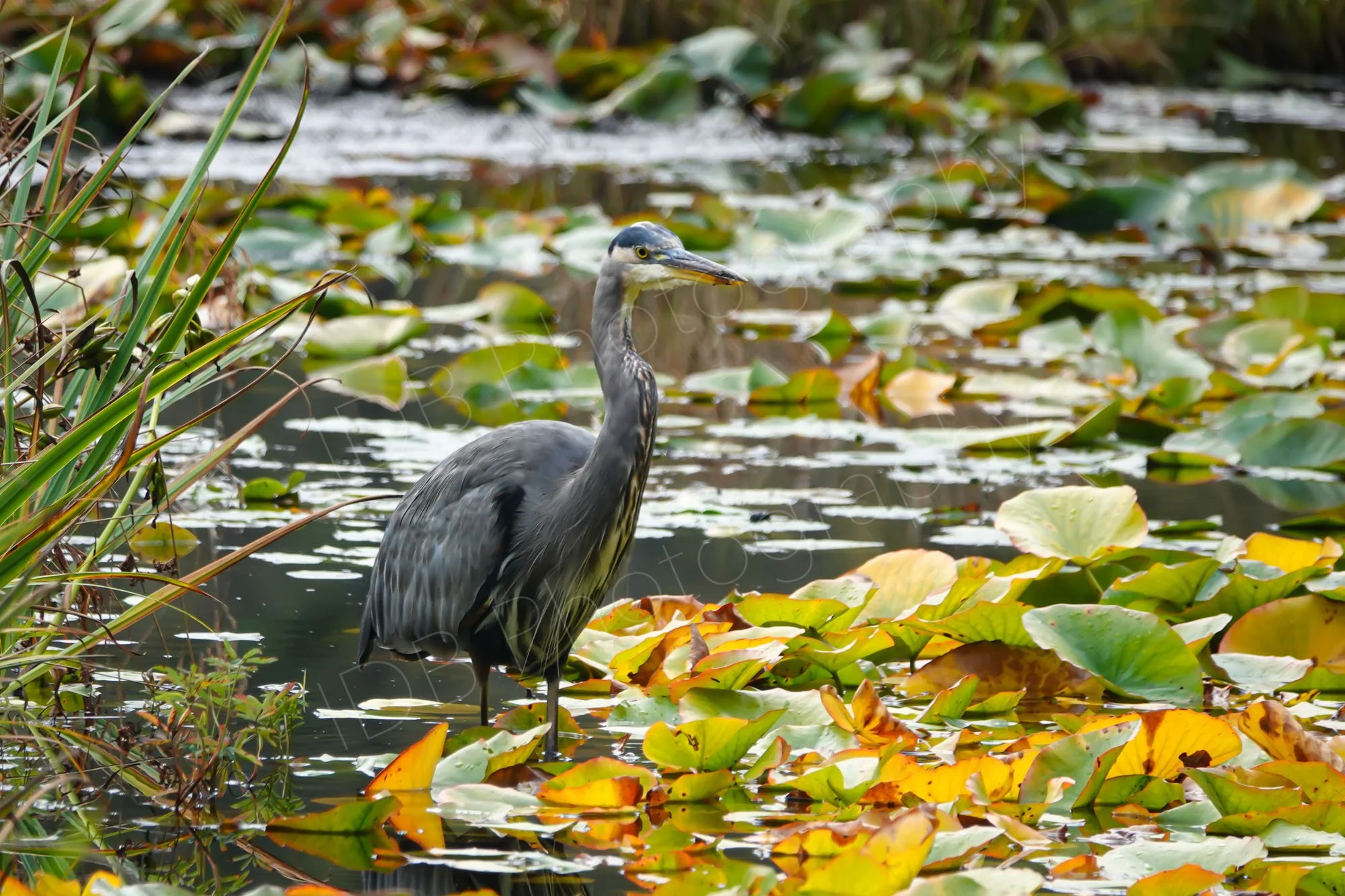  A Great Blue Heron (Ardea herodias) wading in a lake of water lilies. Vancouver Island, BC.
