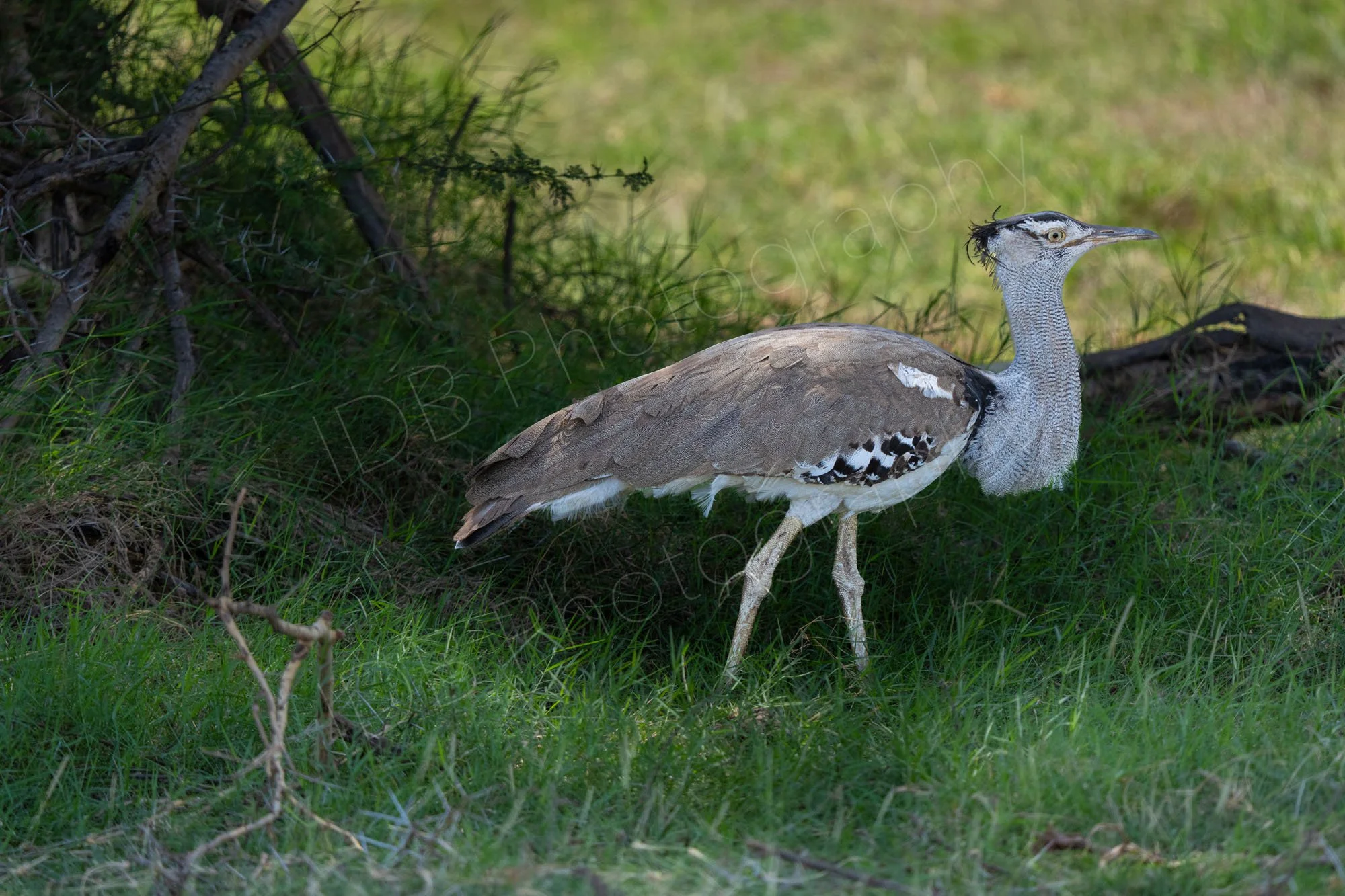 Kori Bustard (Ardeotis kori), Amboseli, Kenya.