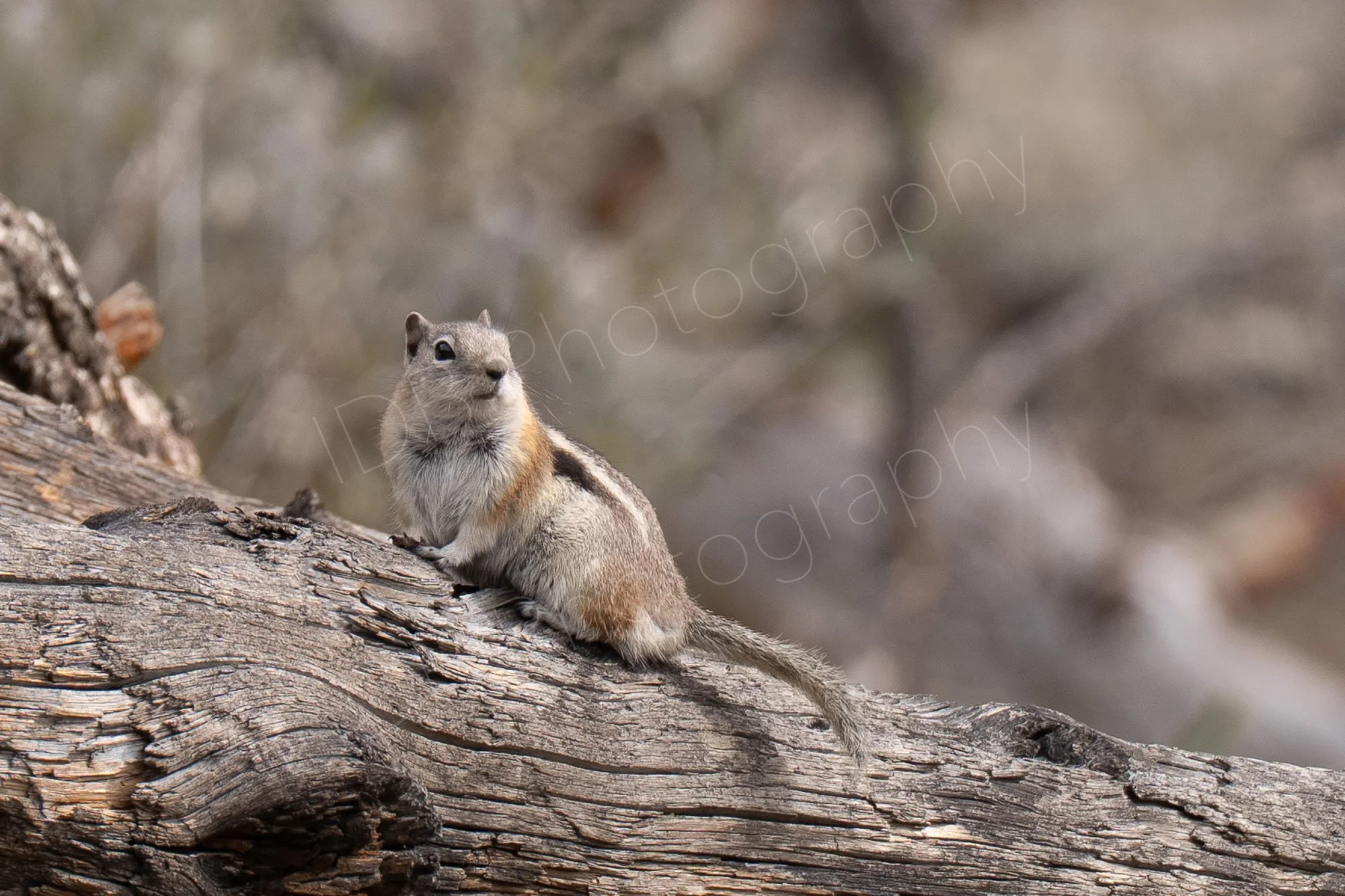 An alert looking Golden-mantled ground squirrel sitting on a dead tree trunk with nice brown background bokeh. Rocky Mountain National Park, Colorado, USA.