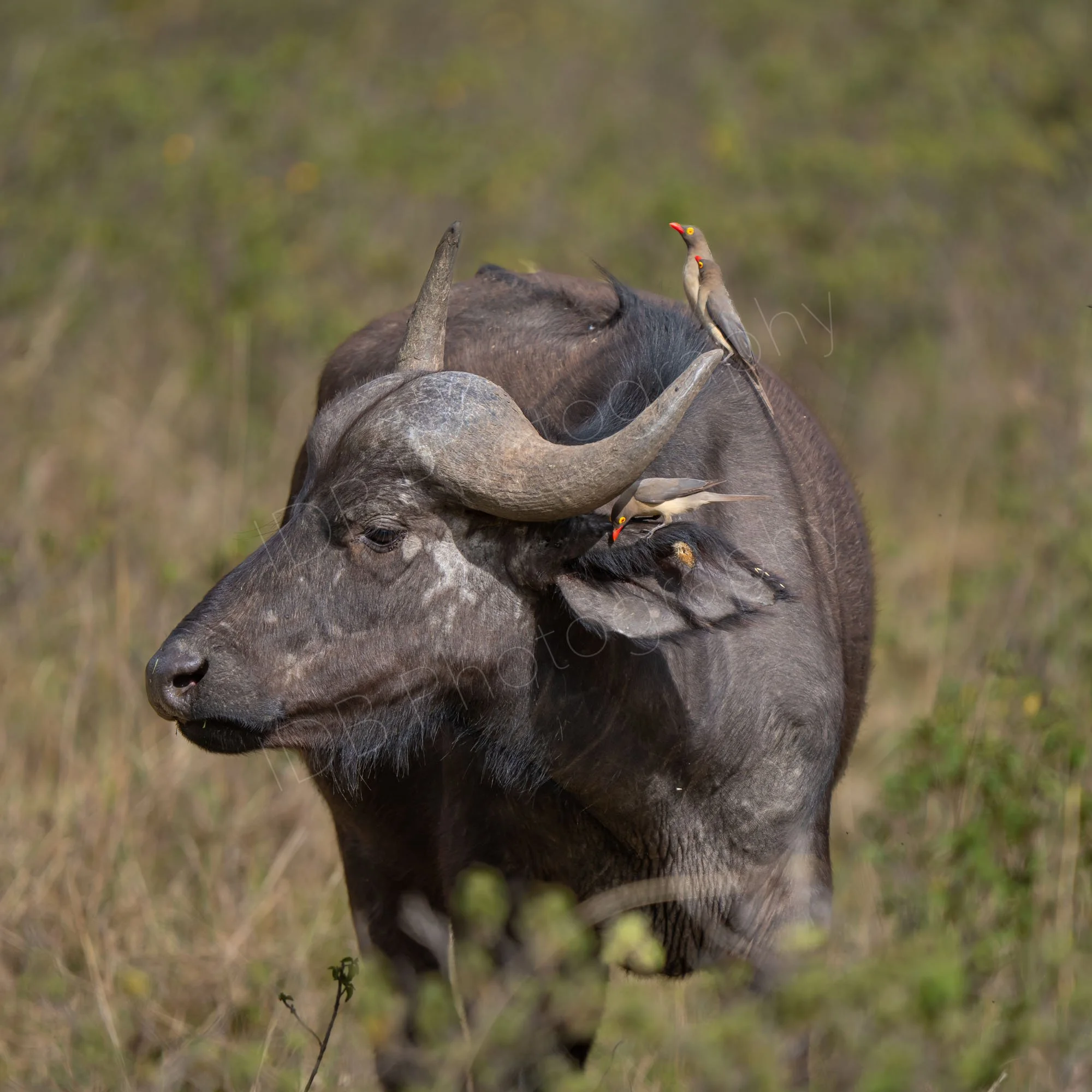 African buffalo with red billed oxpeckers, (Buphagus erythrorynchus) on ear and horn, Lake Nakuru, Kenya.