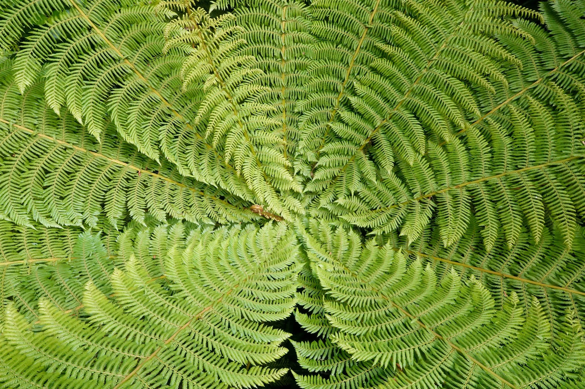 A geometric shaped top down view of a tree fern near Taupo, New Zealand.