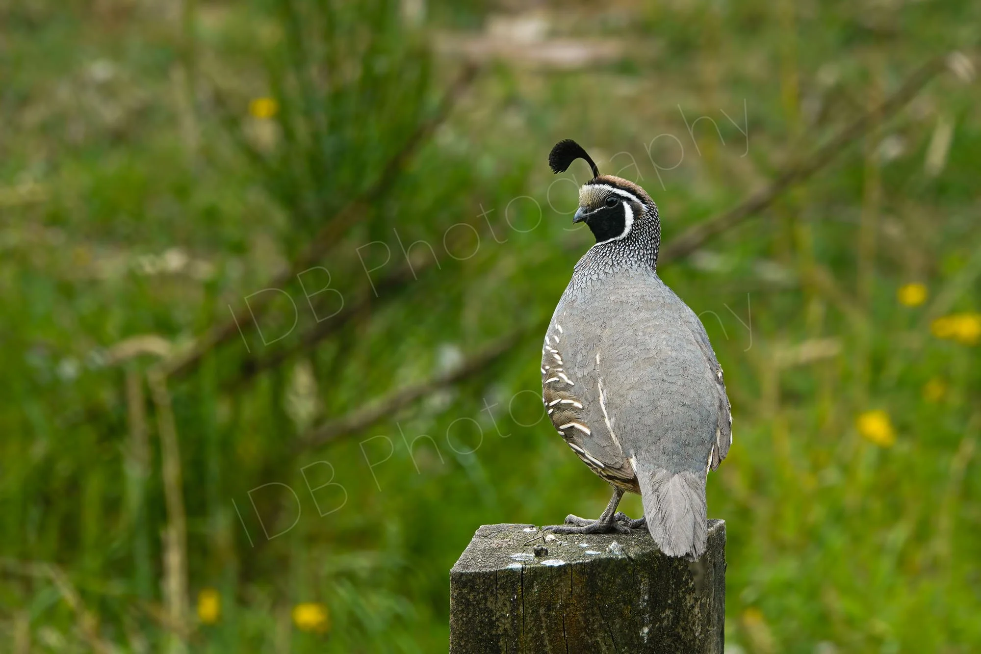 California Quail (Callipepla californica) sitting on a post with a grassy backgound in North Island, New Zealand.