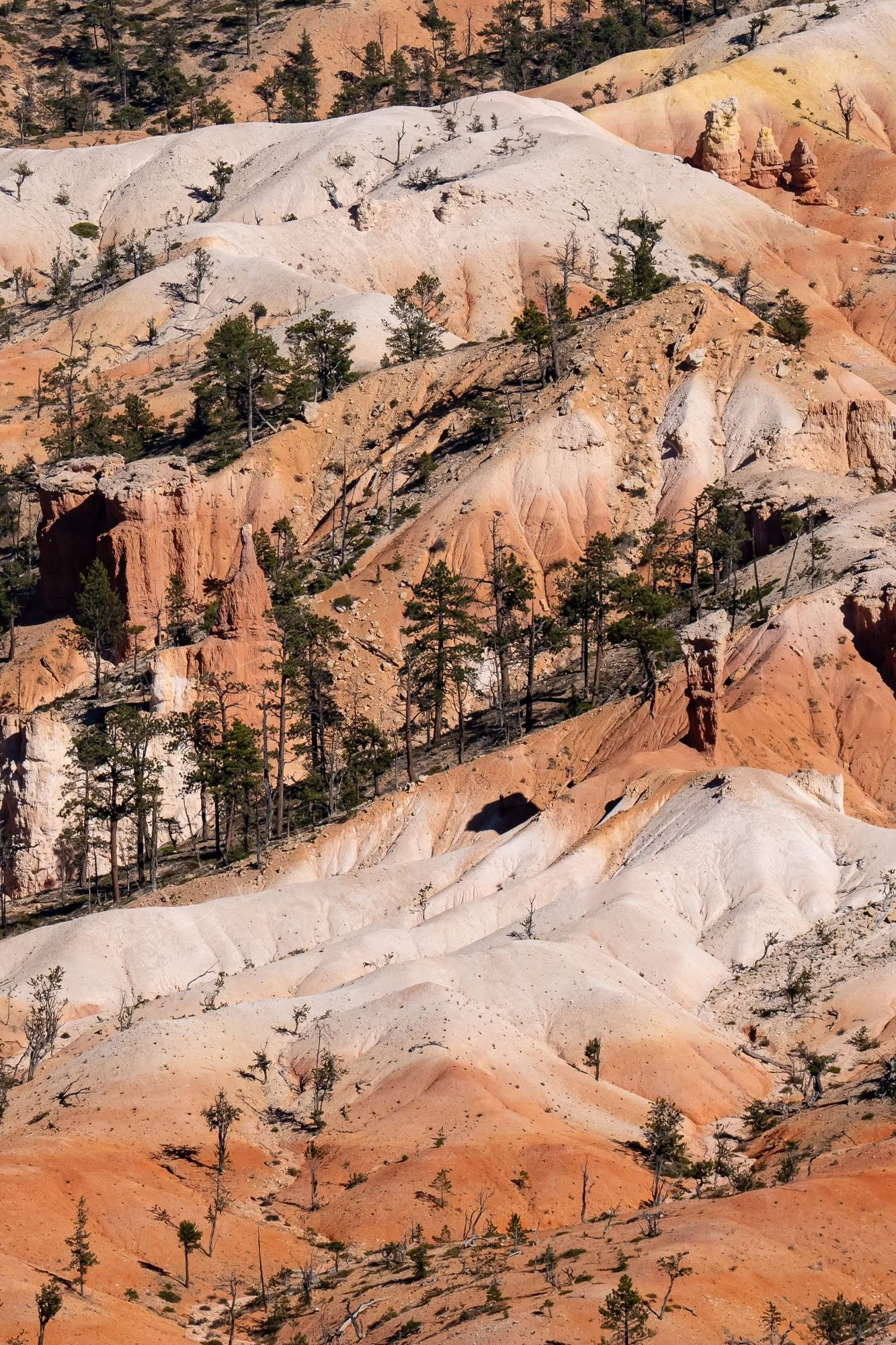 Layered, eroded pink and white "stone dunes" and hoodoos interspersed with pine trees at Bryce Canyon National Park, Utah.