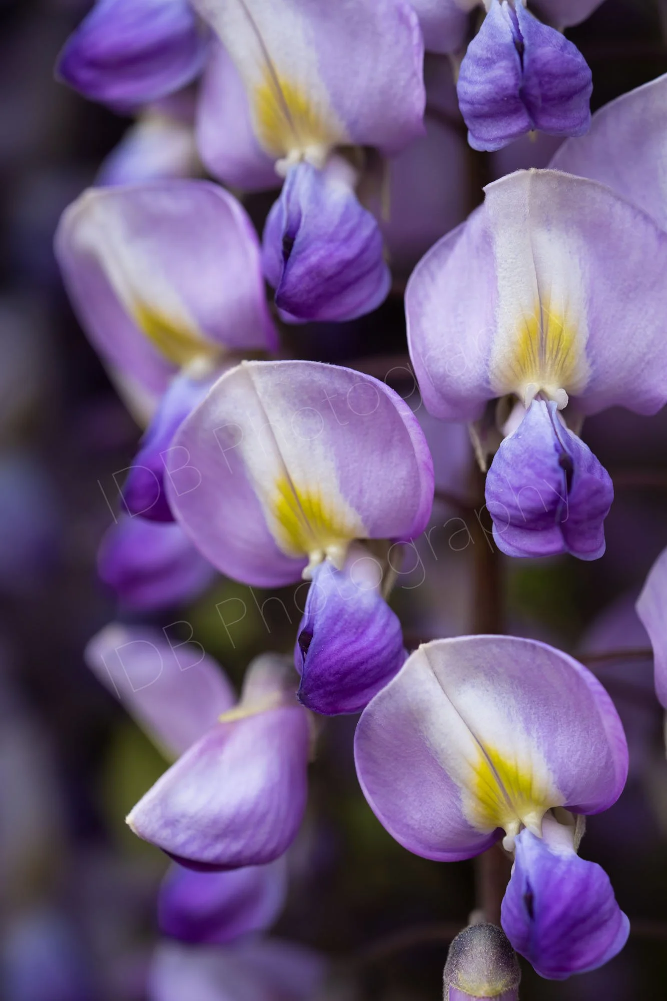 Close up of a number of purple Wisteria florets with varying levels of focus.  Gloucestershire, UK.