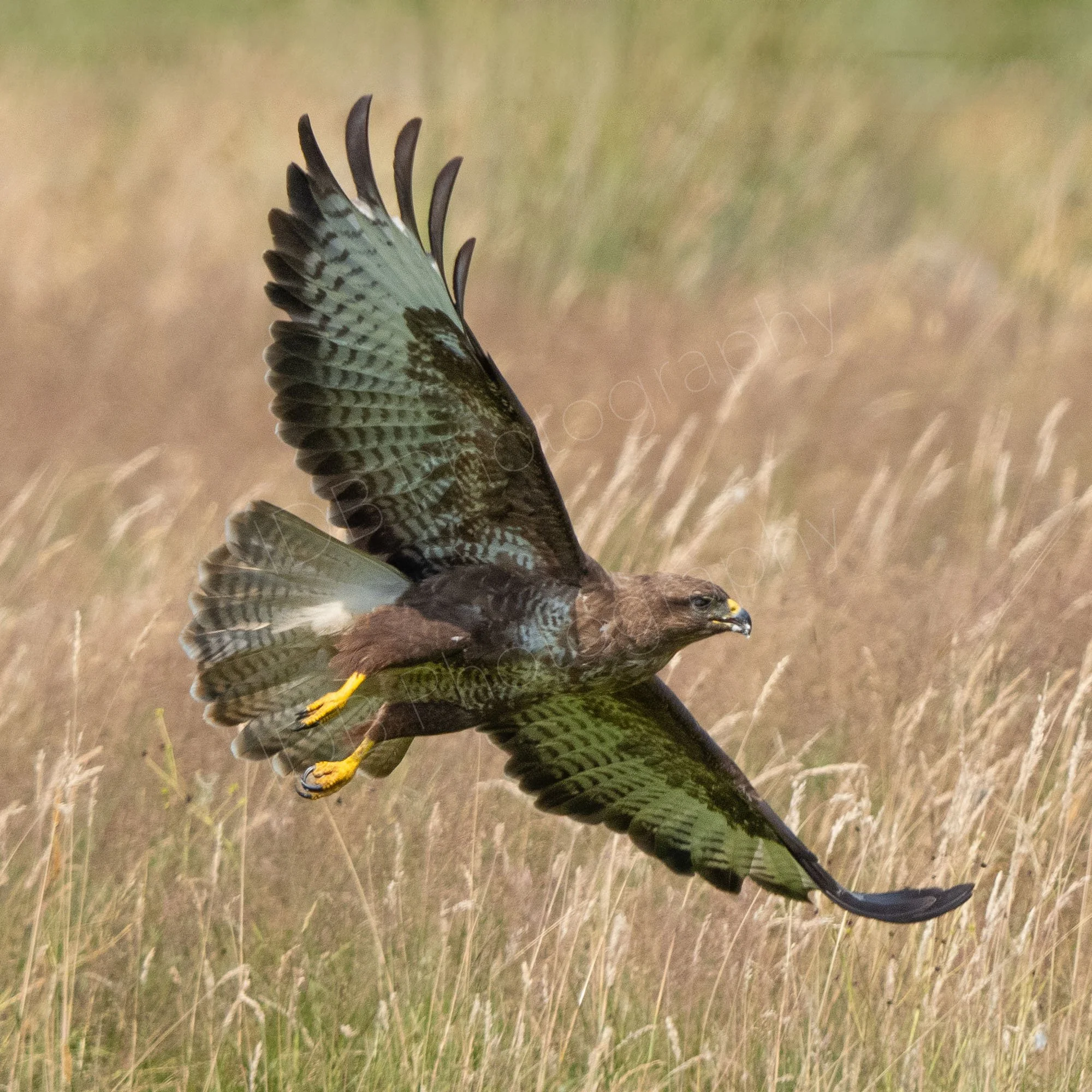 Common Buzzard (Buteo buteo) turning in flight, wings fully extended, blurred beige grassy background, Gigrin Farm, Rhayader, Powys, UK.