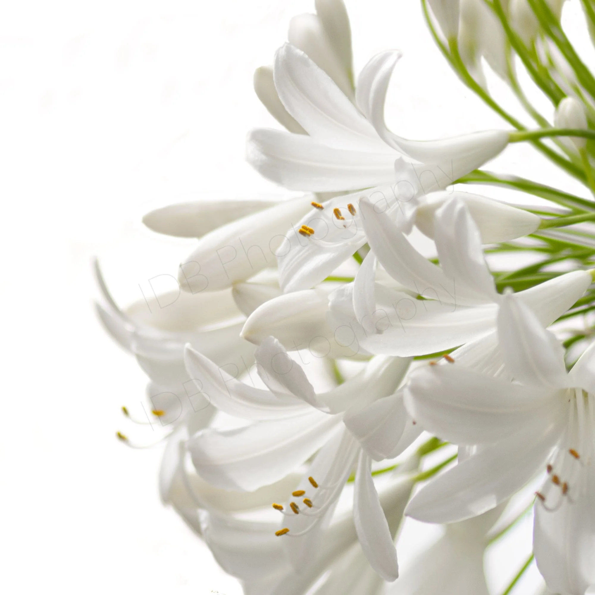 A high -key image of  Agapanthus africanus 'Albus' showing a number of florets.