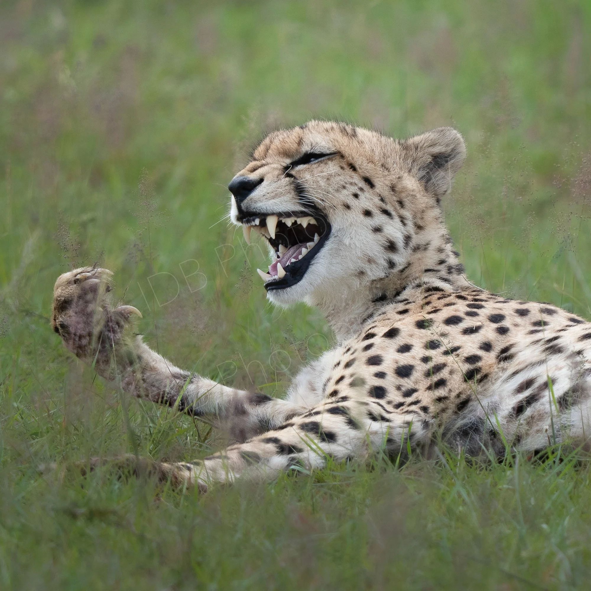 Close up of Cheetah appearing to laugh. Grassy background. Masai Mara, Kenya.