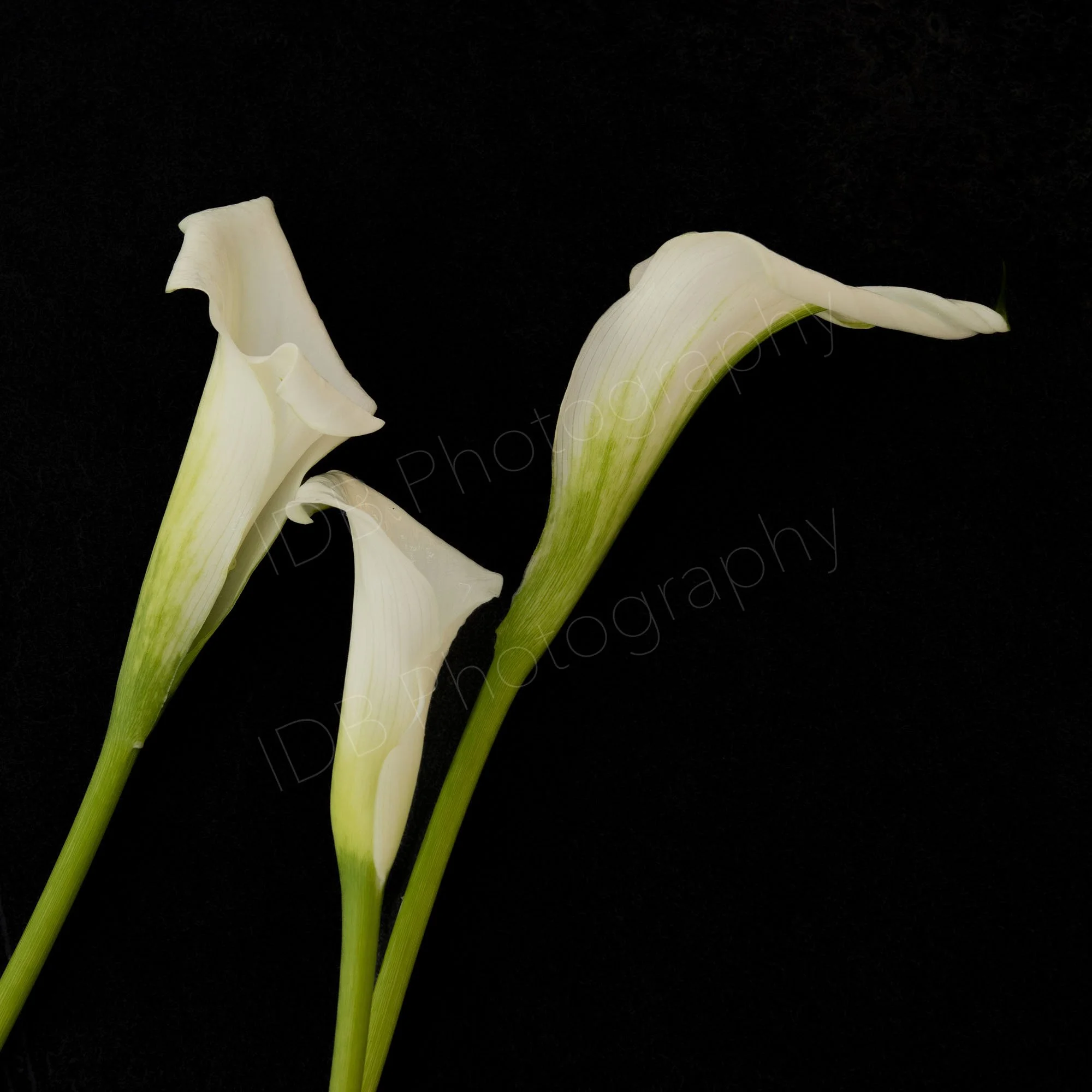 A group of three white calla lily  (Zantedeschia aethiopica) spathes and stems on a black background, oblique orientation.