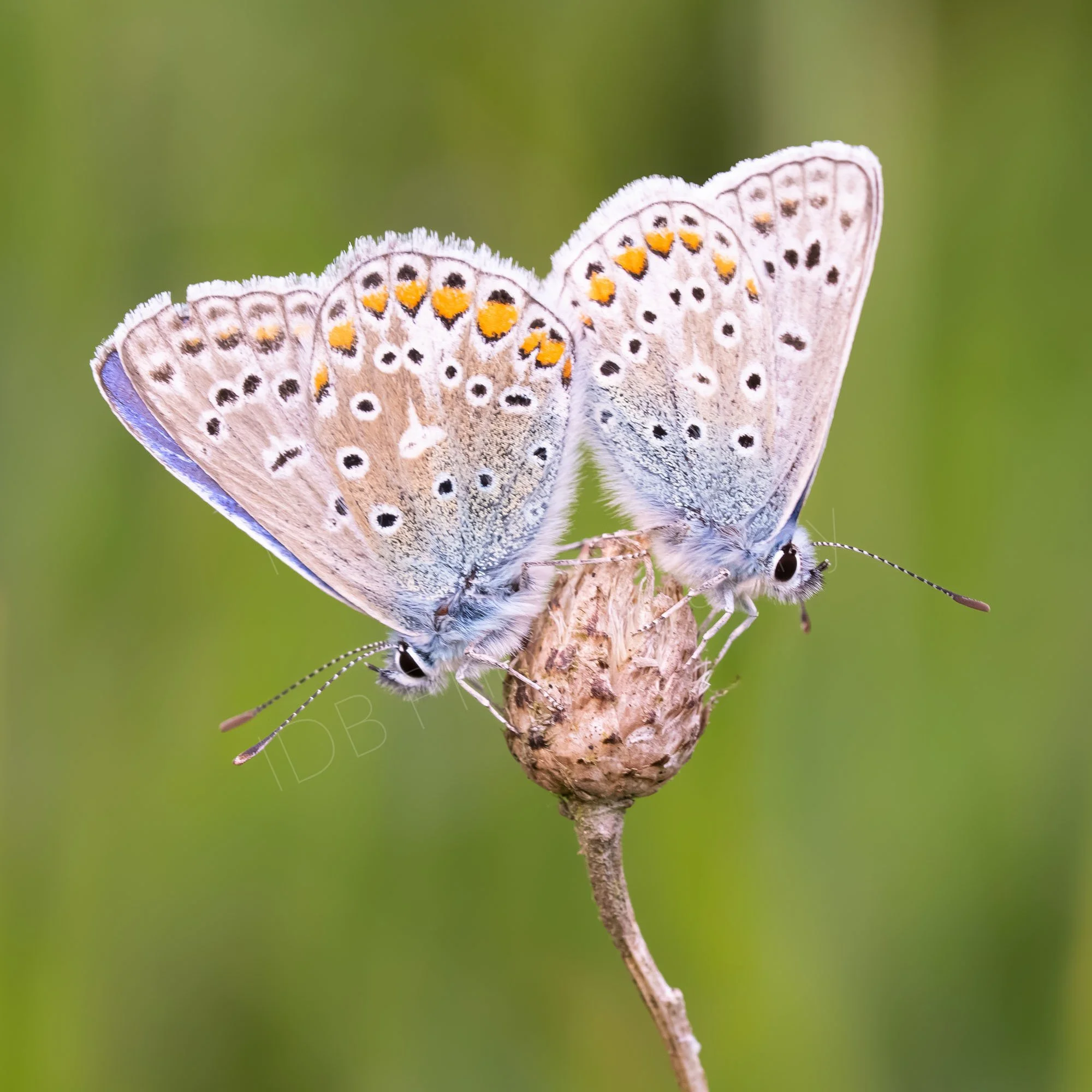 Two Common Blue butterflies (Polyommatus icarus)  adjacent, but facing opposite directions on possibly a Common Knapweed head, nice green bokeh background; Kent, UK.