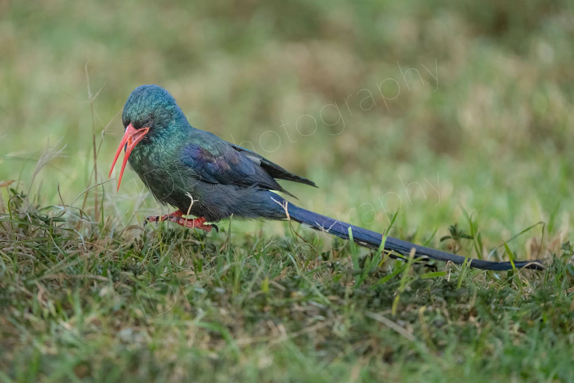 Green Wood Hoopoe ( Phoeniculus purpureus) landing on grass, Lake Nakuru, Kenya.