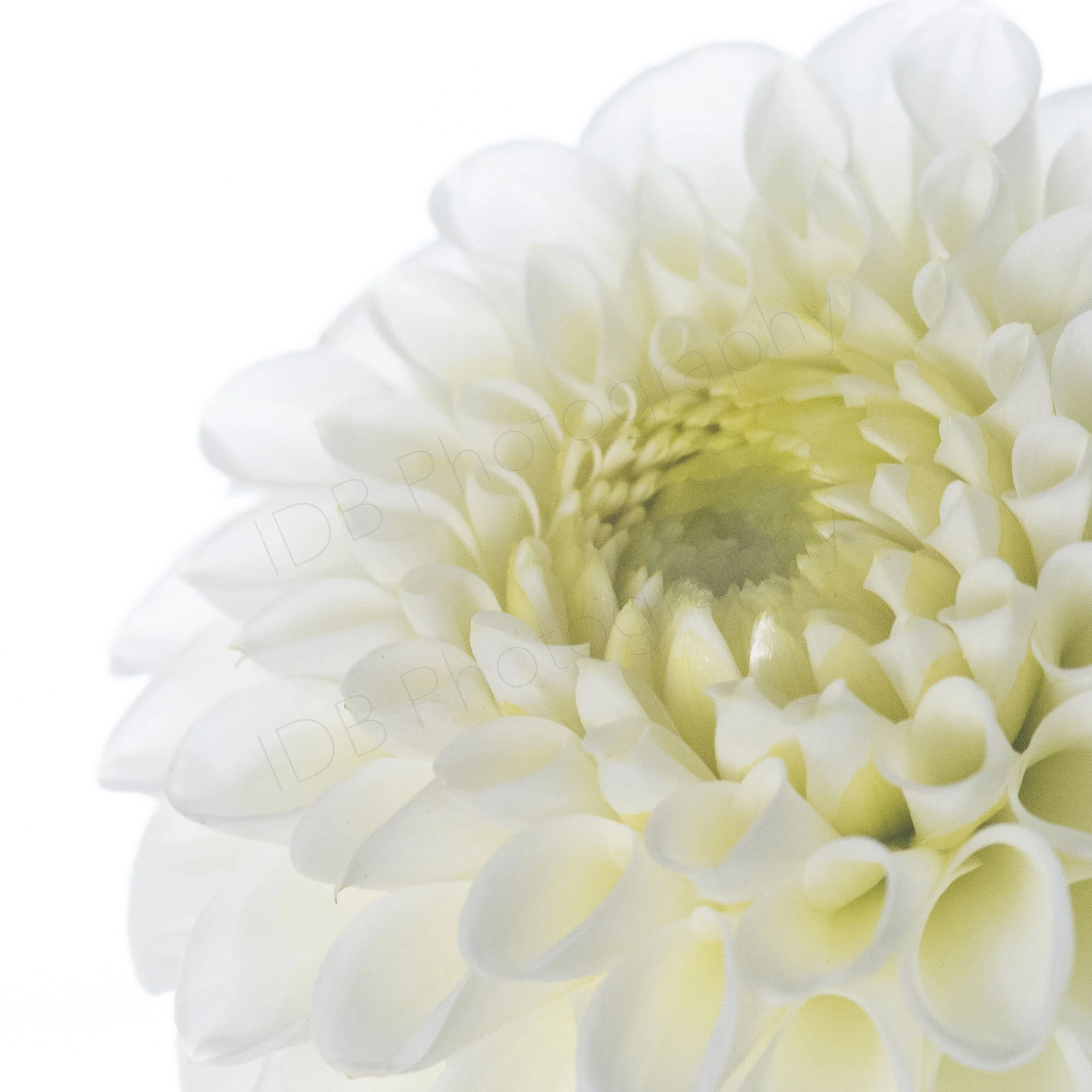 A high-key image of a large section of a white dahlia flower head, Dahlia Boom-Boom white.