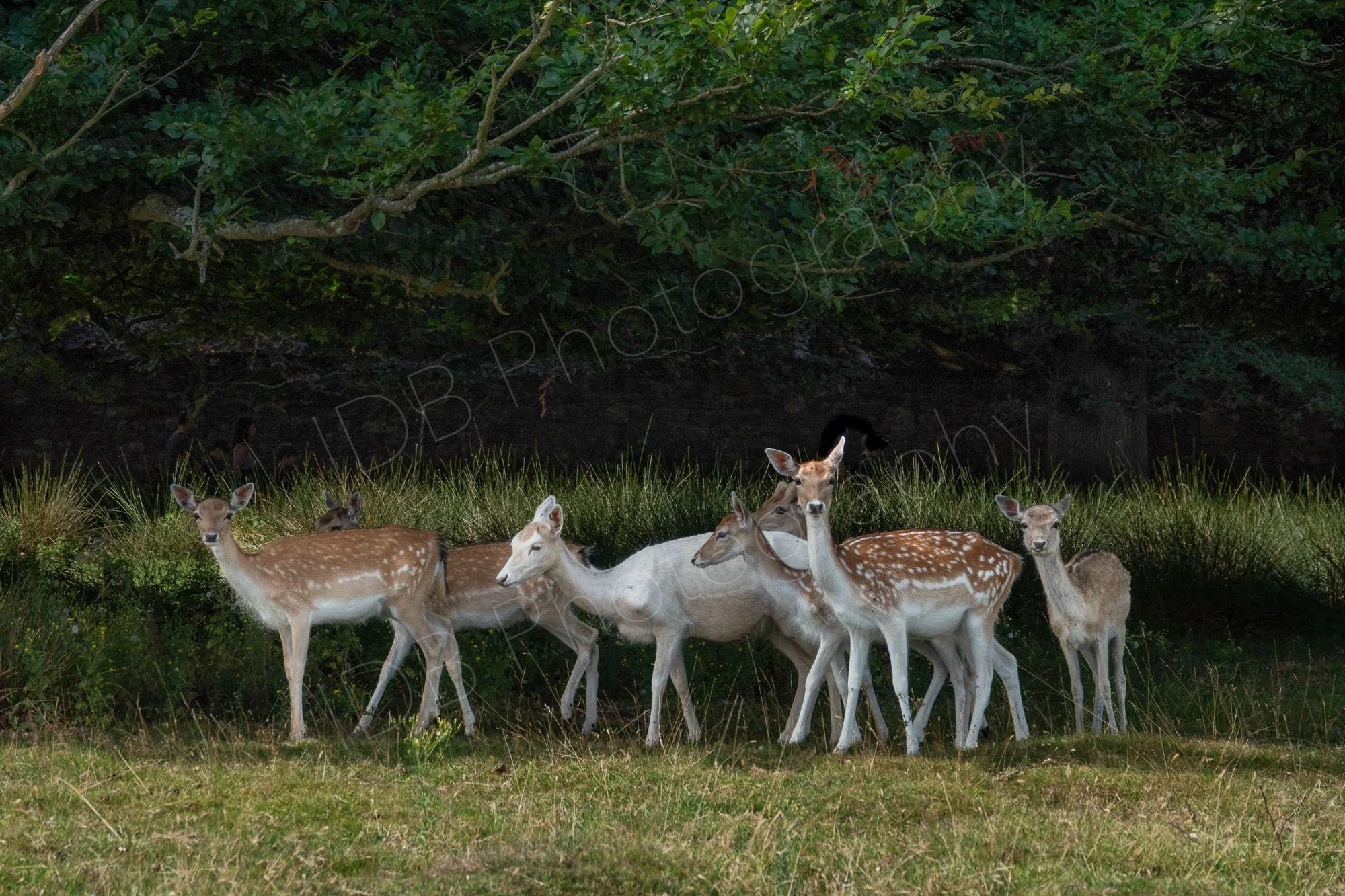 A group of Fallow Deer in the shade of trees at Knole Park, Sevenoaks, UK.